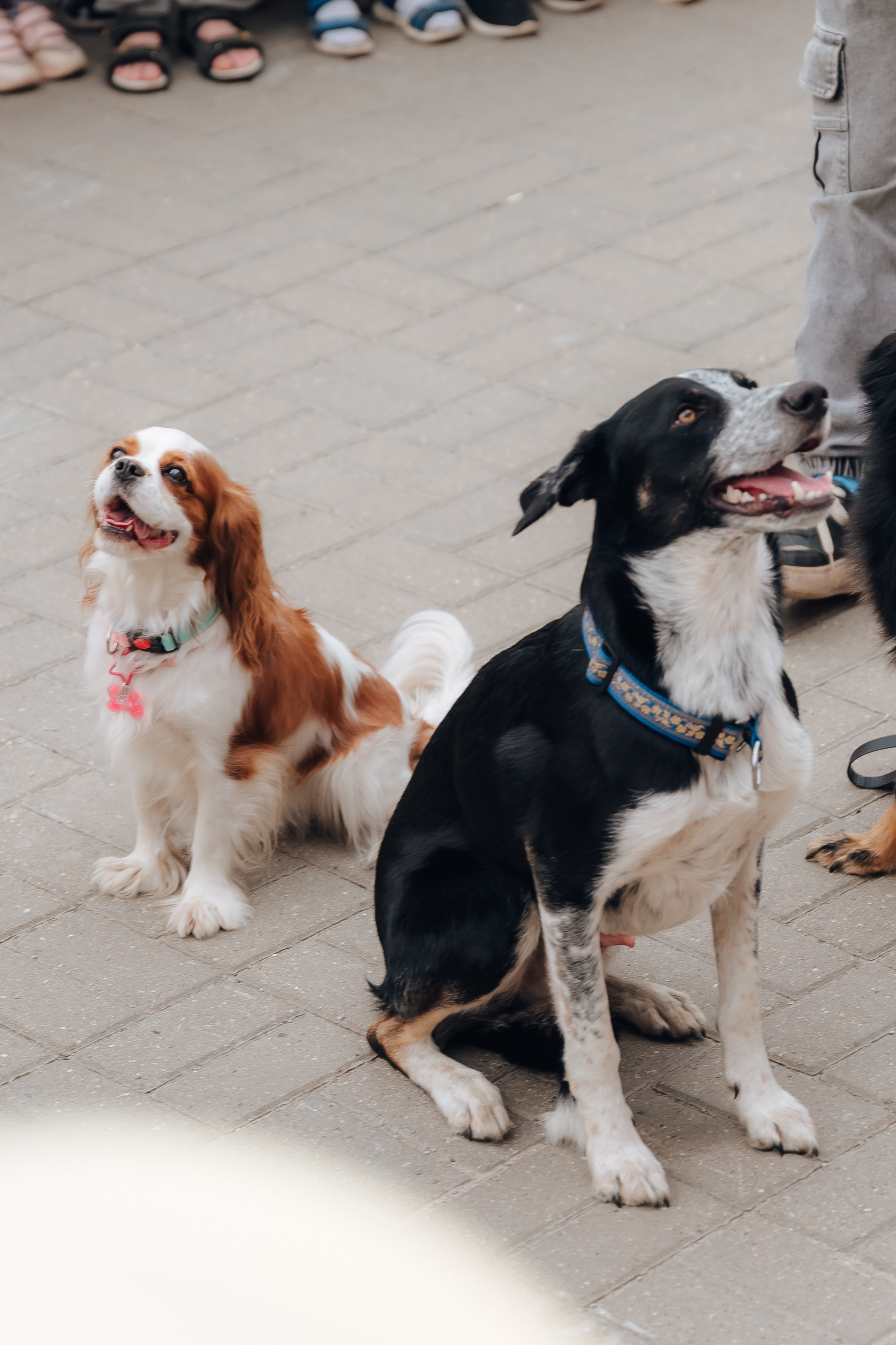 Открытие Мультифокс. Детский и семейный фотограф Катерина Мишина