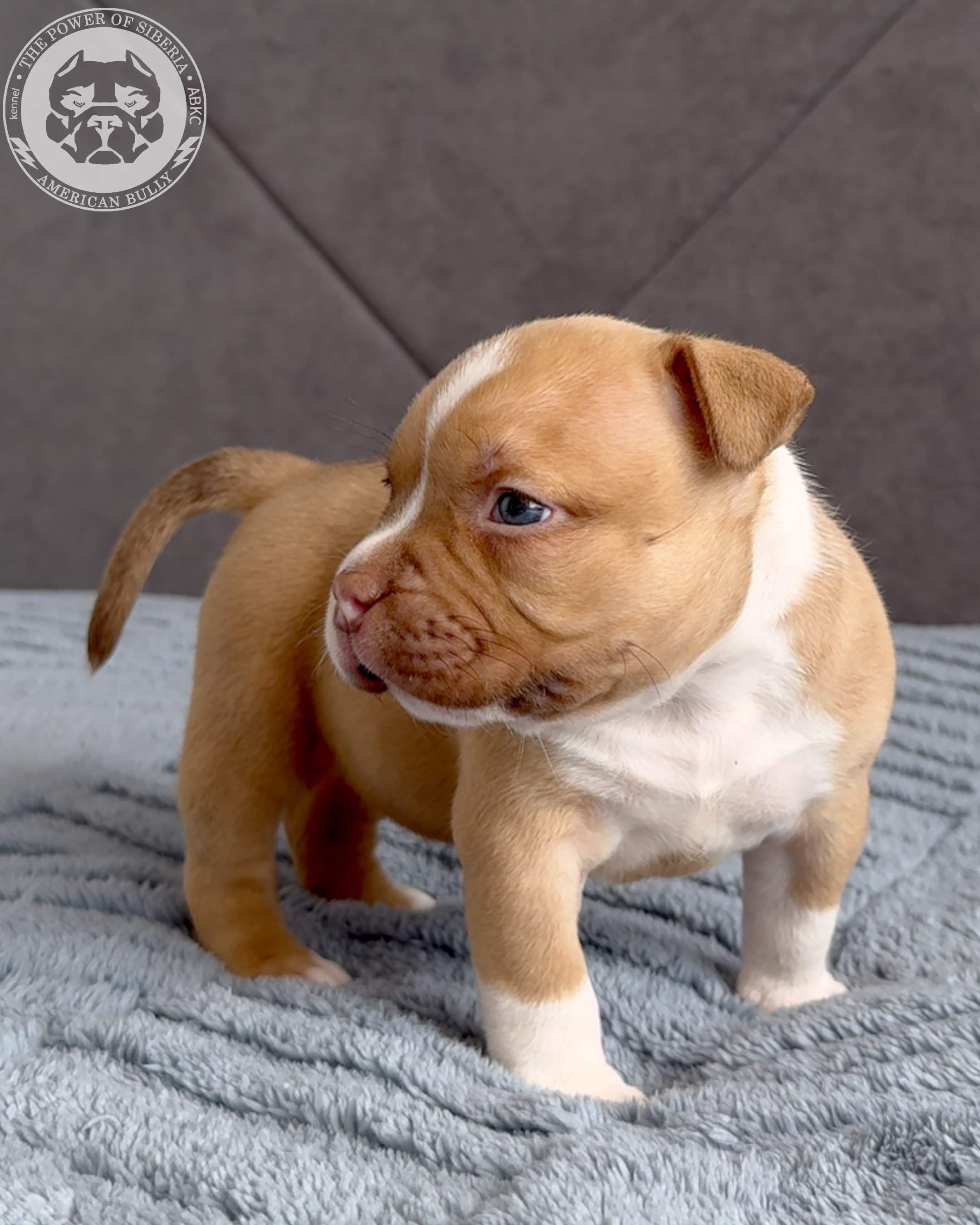 Свободные щенки Американский Булли, в типах покет, классик, стандарт. Американский Булли в г. Ростов-на-Дону. Питомник THE POWER OF SIBERIA