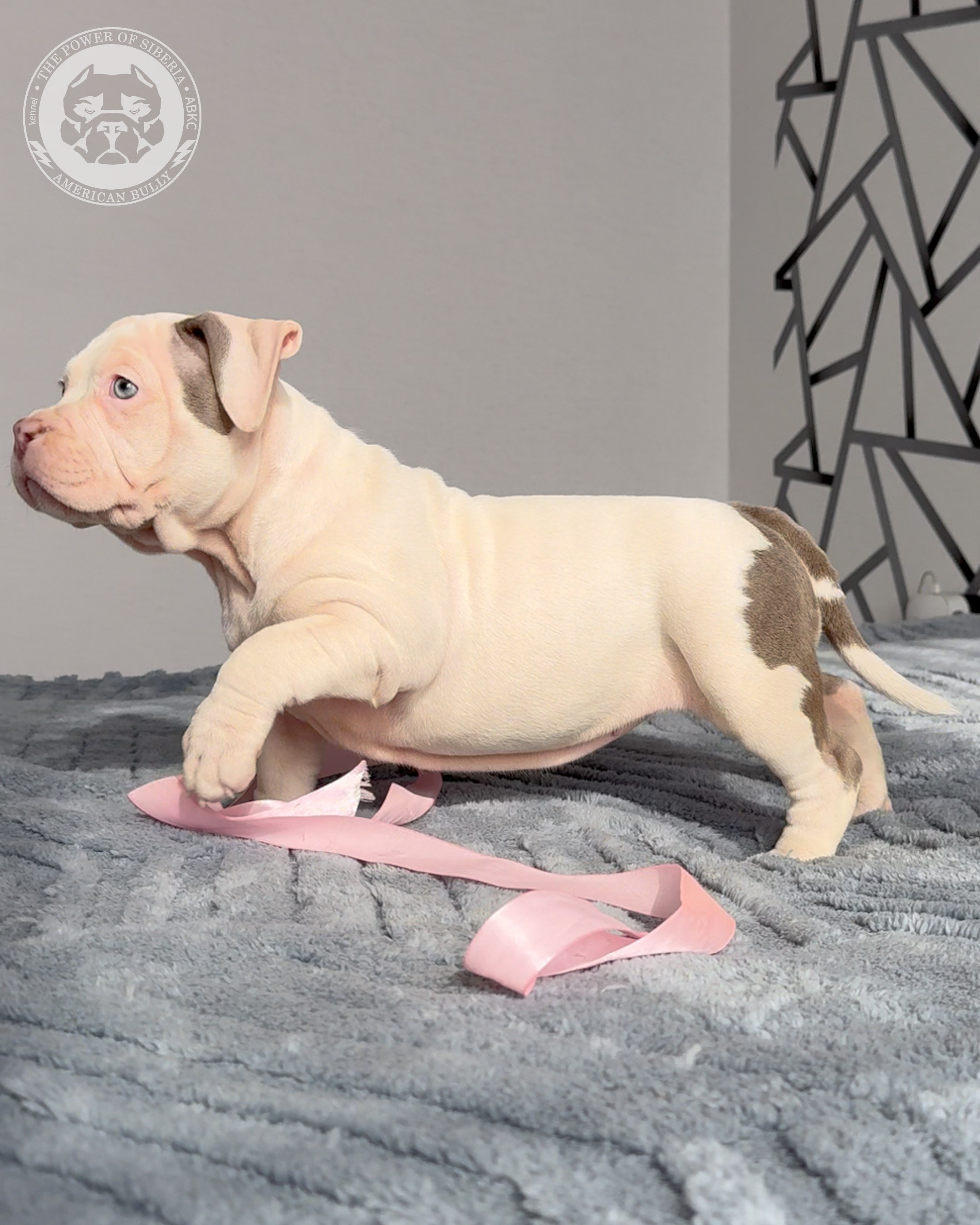 Свободные щенки Американский Булли, в типах покет, классик, стандарт. Американский Булли в г. Ростов-на-Дону. Питомник THE POWER OF SIBERIA