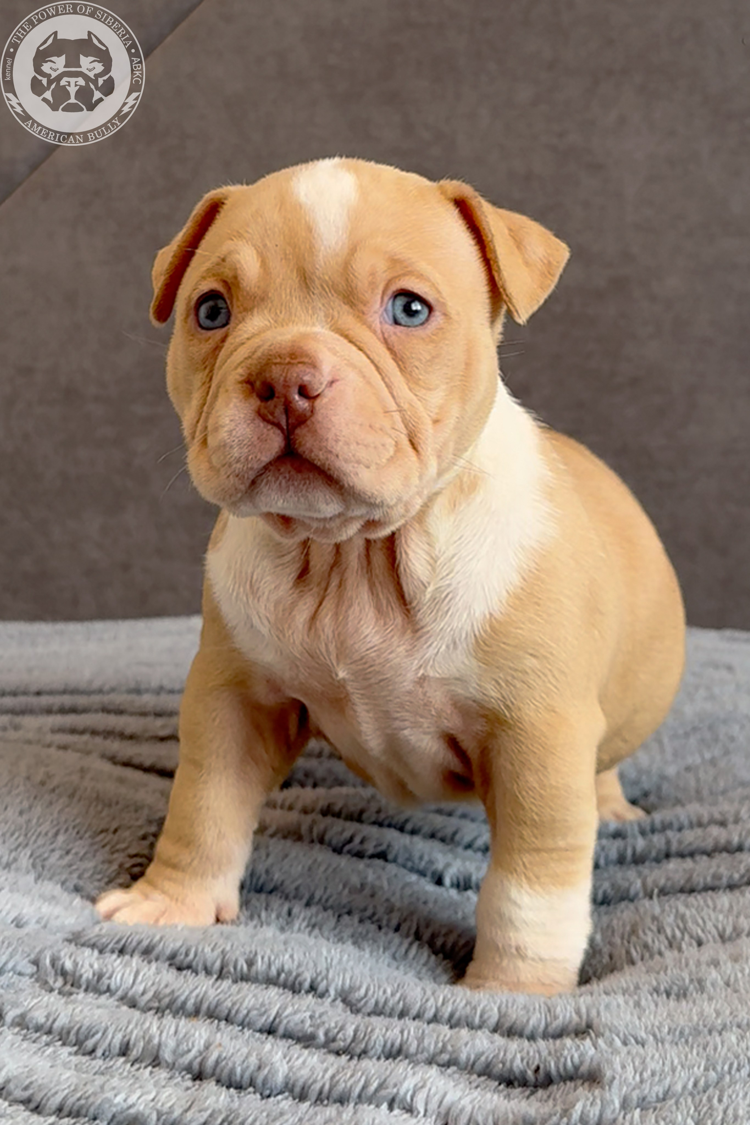Свободные щенки Американский Булли, в типах покет, классик, стандарт. Американский Булли в г. Ростов-на-Дону. Питомник THE POWER OF SIBERIA