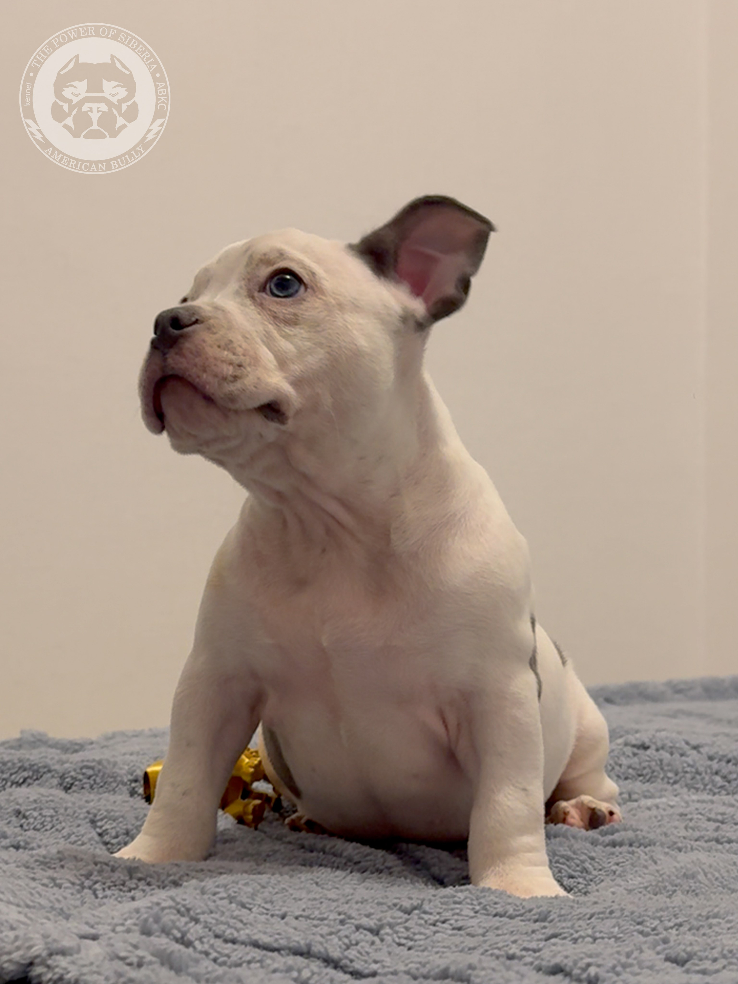 Свободные щенки Американский Булли, в типах покет, классик, стандарт. Американский Булли в г. Ростов-на-Дону. Питомник THE POWER OF SIBERIA
