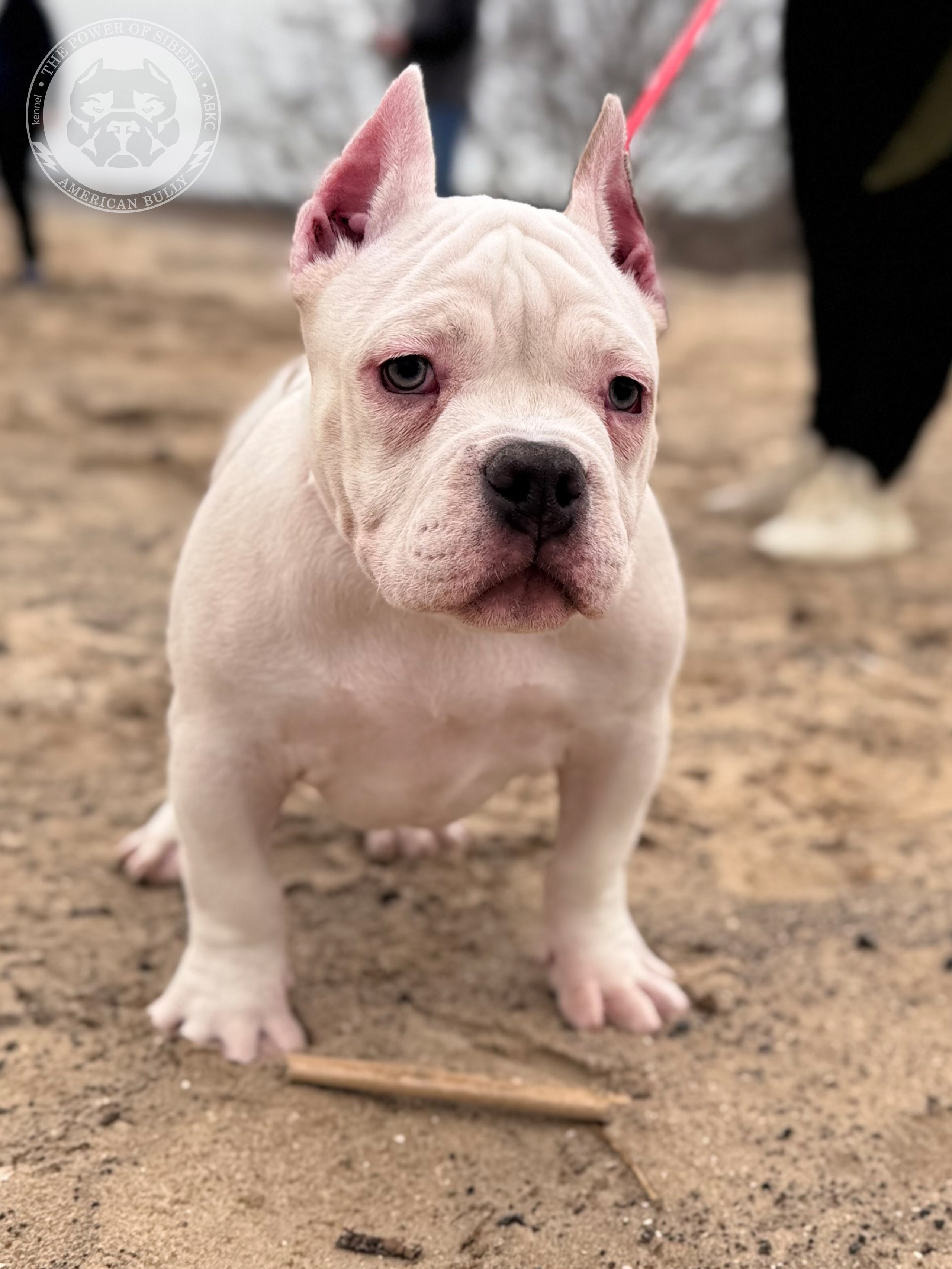 Свободные щенки Американский Булли стандарт и Свободные щенки Американский Булли классик. Американский Булли в г. Ростов-на-Дону. Питомник THE POWER OF SIBERIA