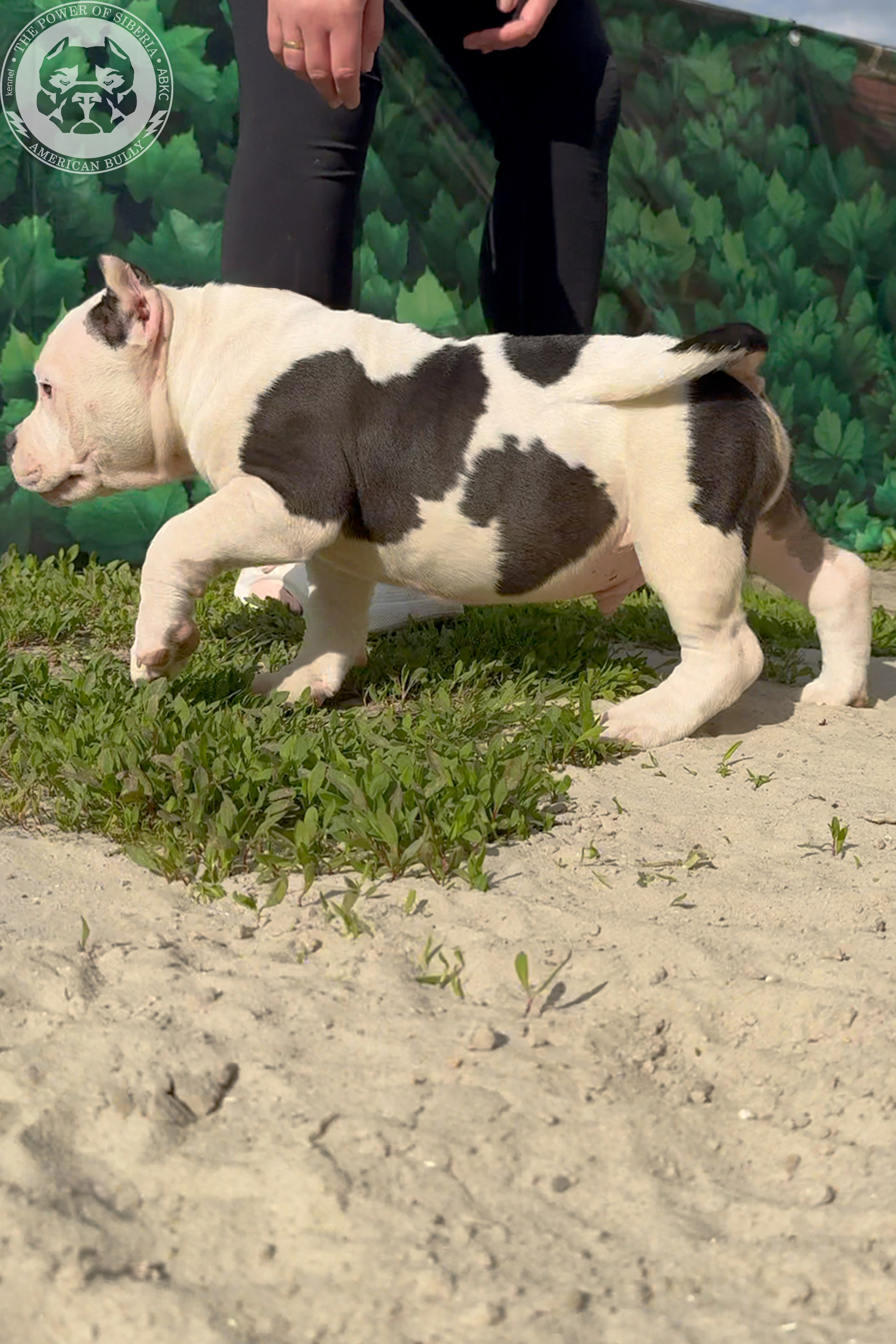 20.01.26-Рокси-Арчи. Американский Булли в г. Ростов-на-Дону. Питомник THE POWER OF SIBERIA