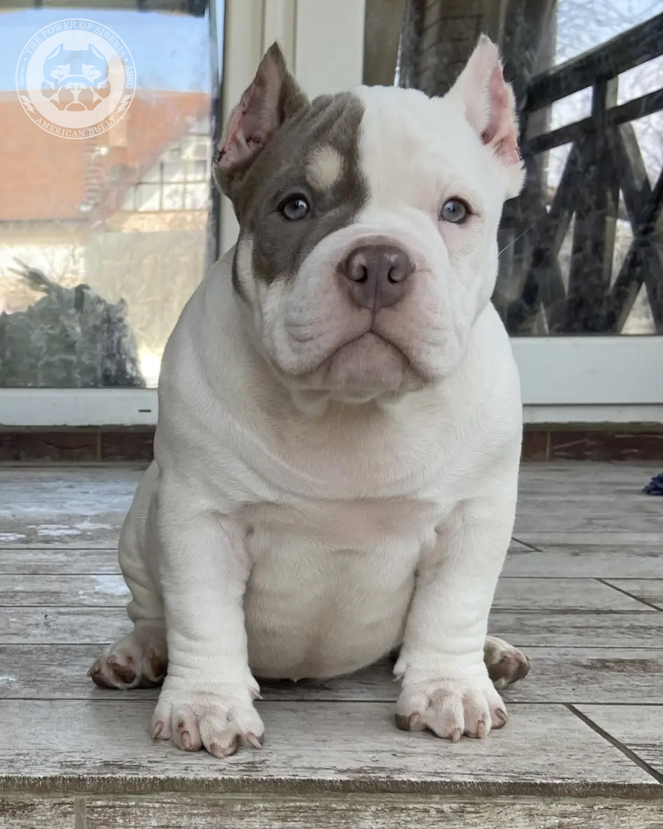 Свободные щенки Американский Булли, в типах покет, классик, стандарт. Американский Булли в г. Ростов-на-Дону. Питомник THE POWER OF SIBERIA