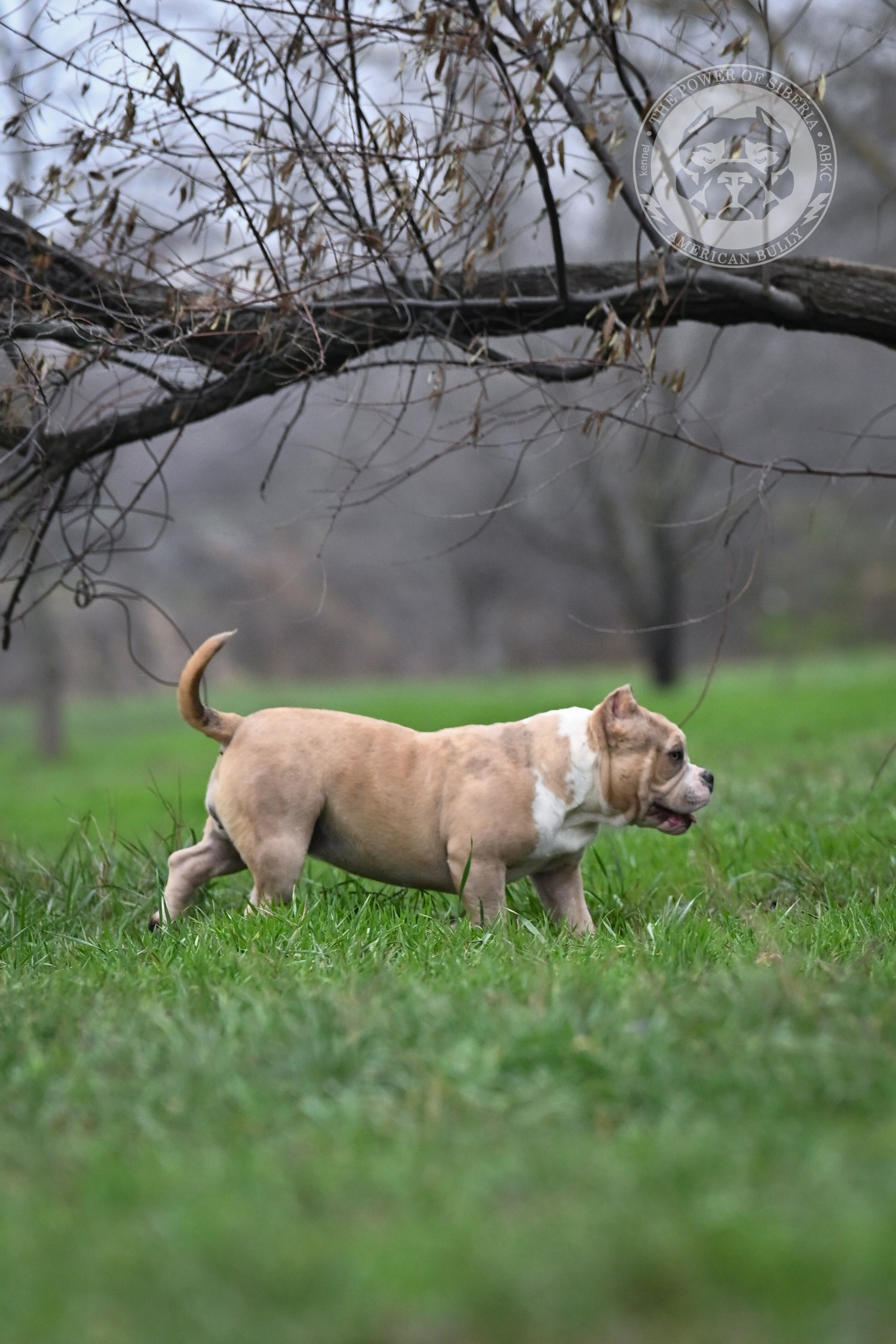 Американский булли купить щенка	в НАО, купить щенка Американский булли	в НАО, купить щенка American Bully	в НАО, купить амбулли	в НАО, купить щенка американский булли из питомника	в НАО, продажа щенков American Bully	в НАО, продажа щенков Американского булли	в НАО, официальный питомник American Bully	в НАО, 
