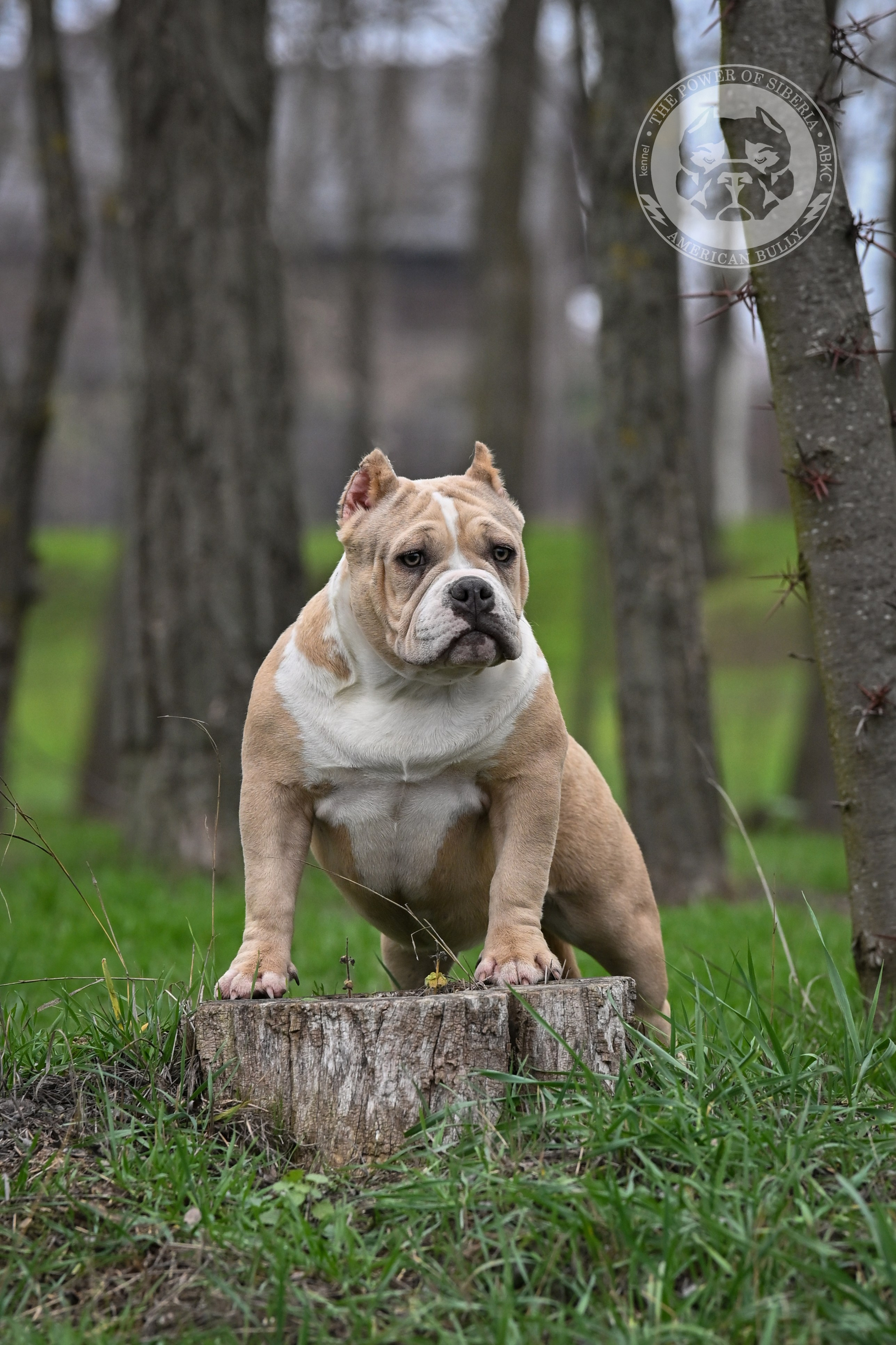 Купить щенка American Bully экзот	в Карелии, American Bully щенок 	в Карелии, Американский булли купить щенка	в Карелии, купить щенка Американский булли	в Карелии, купить щенка American Bully	в Карелии, купить амбулли	в Карелии, купить щенка американский булли из питомника	в Карелии, продажа щенков American Bully	в Карелии, 