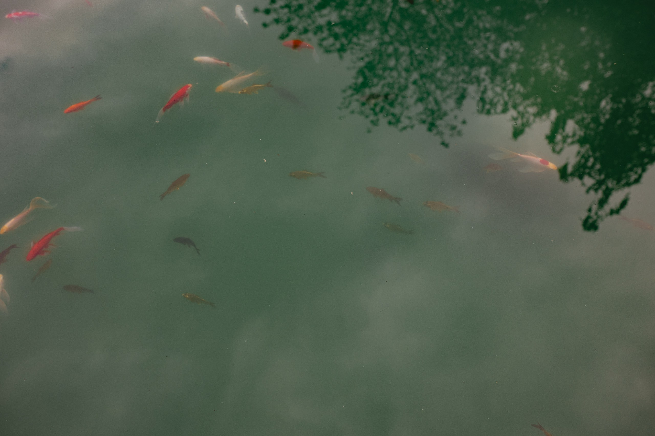 Свадебная фотография. Фотограф Николай Петрушкин | Ставрополь, Москва