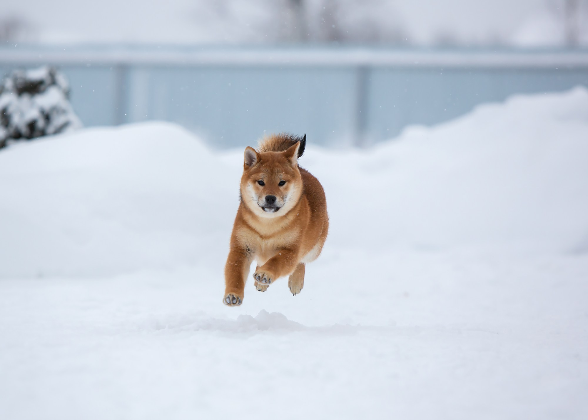 СИБА. SHIOMARU Питомник сиба и акита-ину
