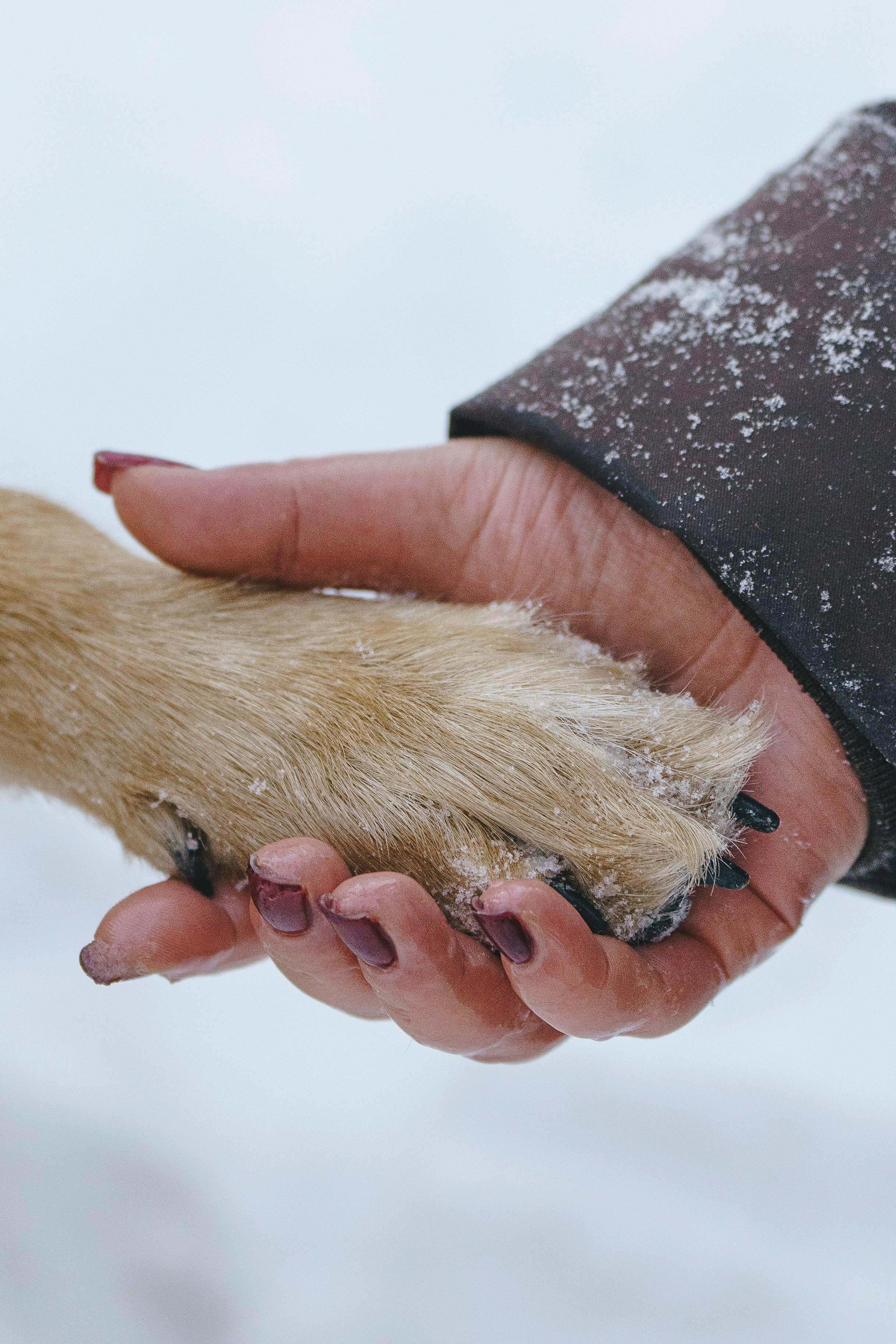 Рэй, Кузя, Ольга и Александр. Фотограф анималист в Спб недорого Олеся Майорова