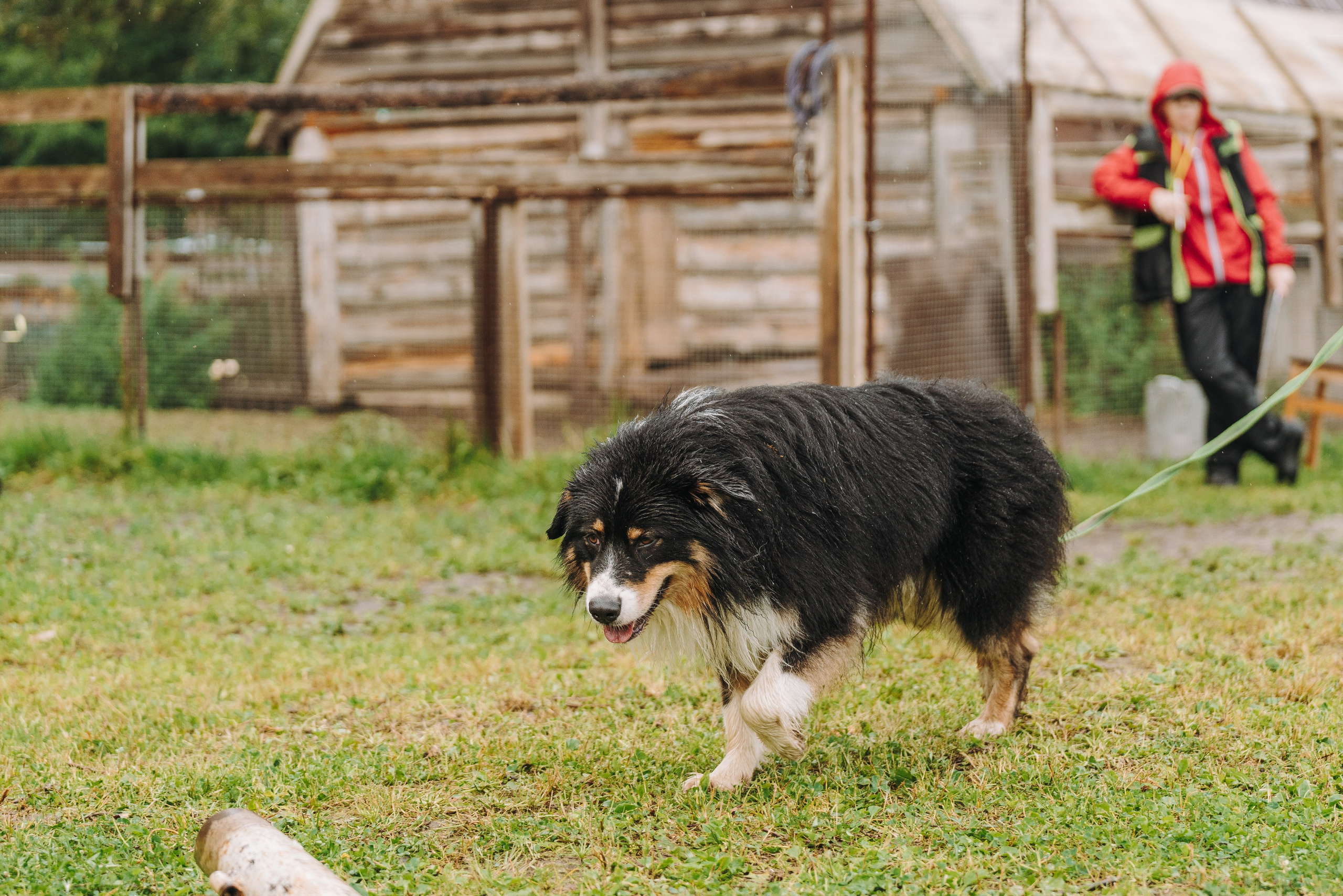 Соревнования по ноузворку в Новожилово. Фотограф анималист в Спб недорого Олеся Майорова