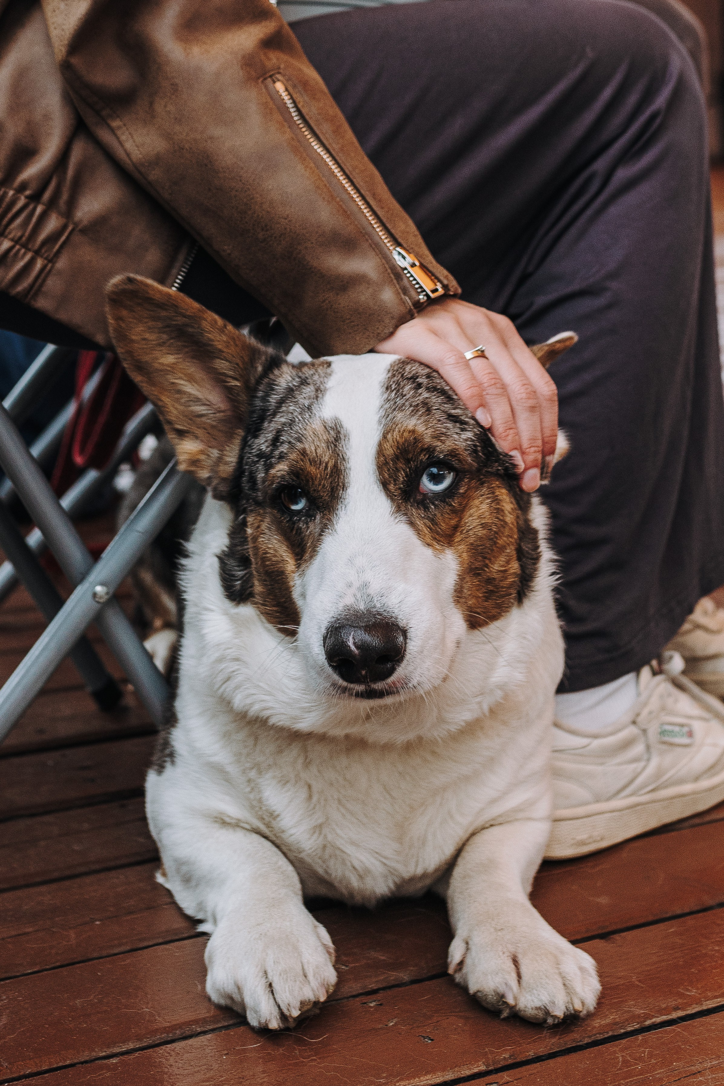 Соревнования по ноузворку в Лосево. Фотограф анималист в Спб недорого Олеся Майорова