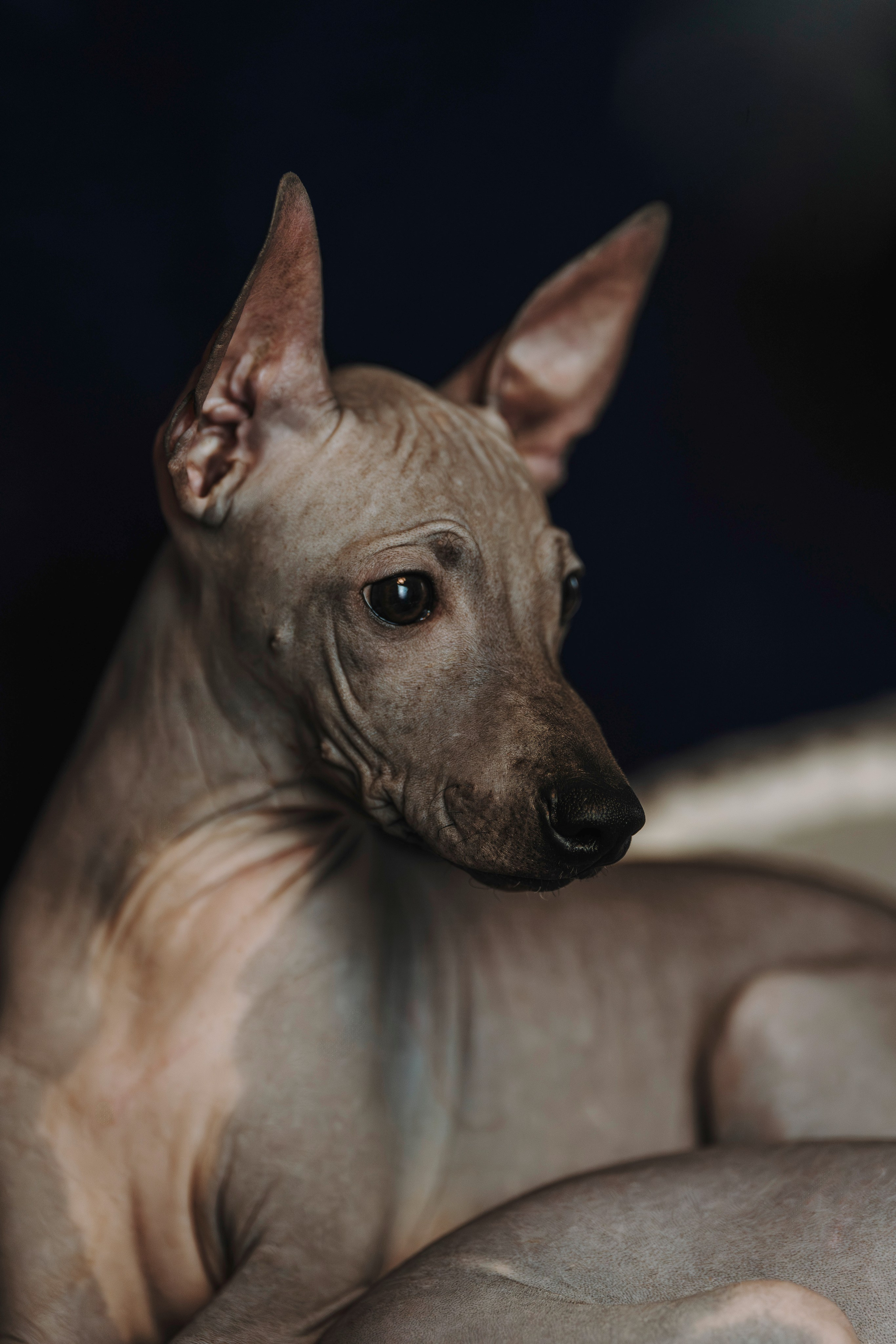 Малыши американского голого терьера. Фотограф анималист в Спб недорого Олеся Майорова