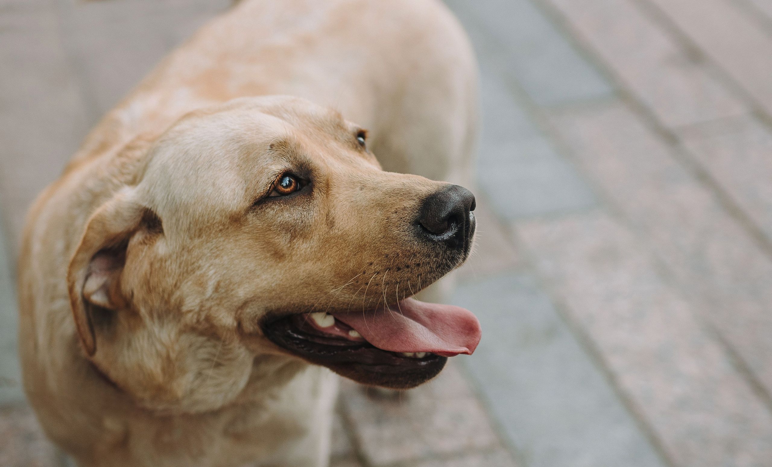 Лабрадоры питомника IRISLAV. Фотограф анималист в Спб недорого Олеся Майорова