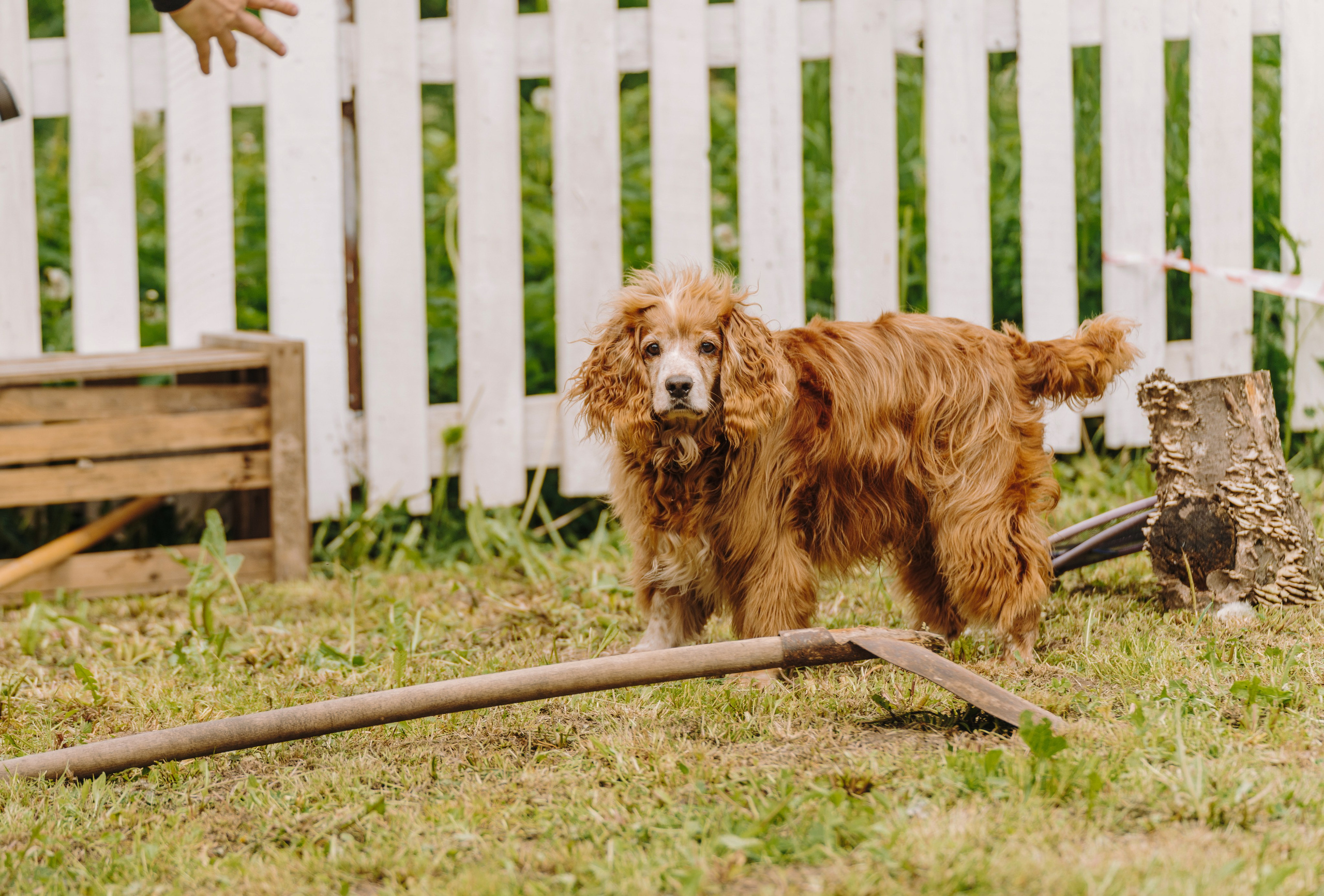 Соревнования по ноузворку. Фотограф анималист в Спб недорого Олеся Майорова