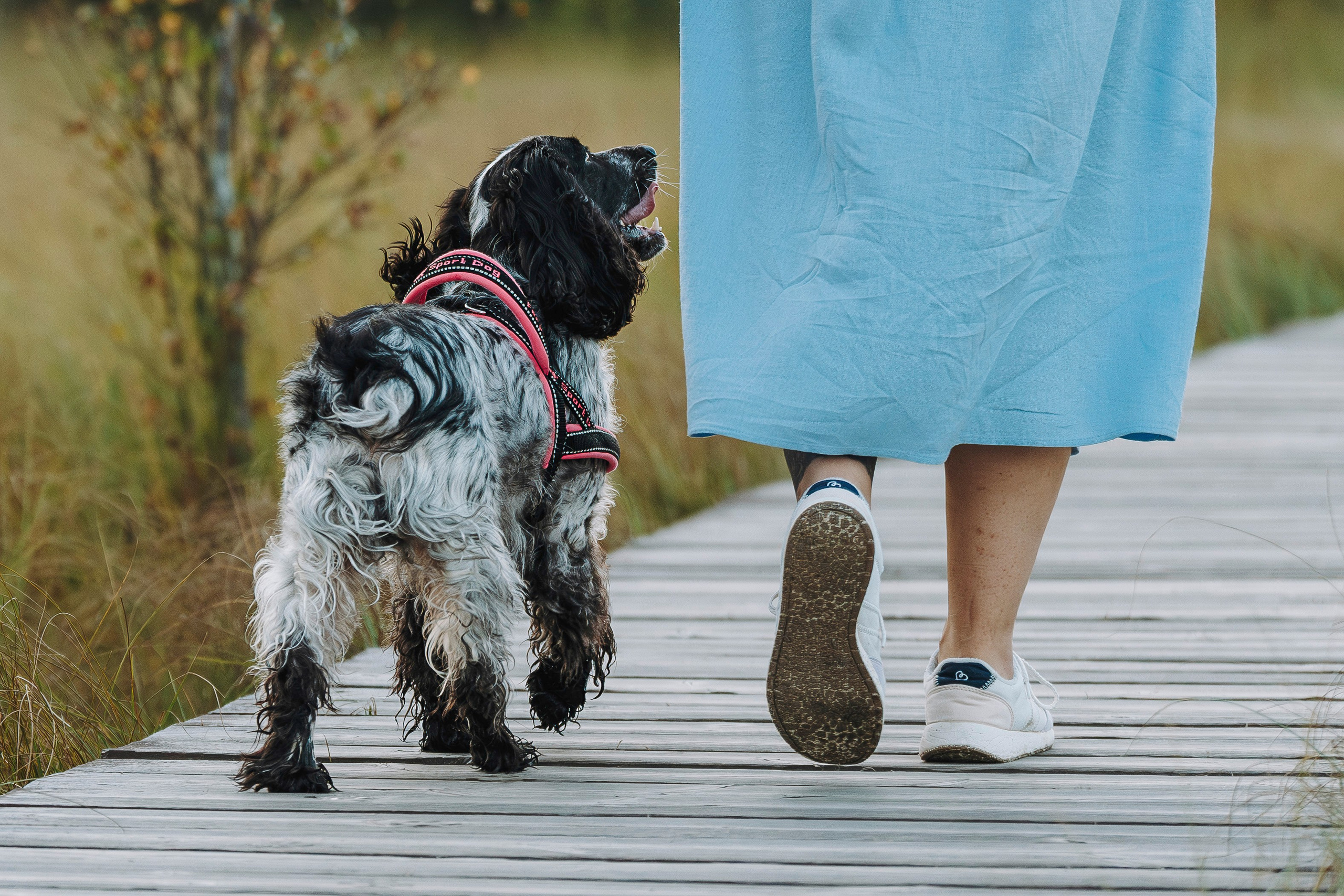 Аня и Тея. Фотограф анималист в Спб недорого Олеся Майорова