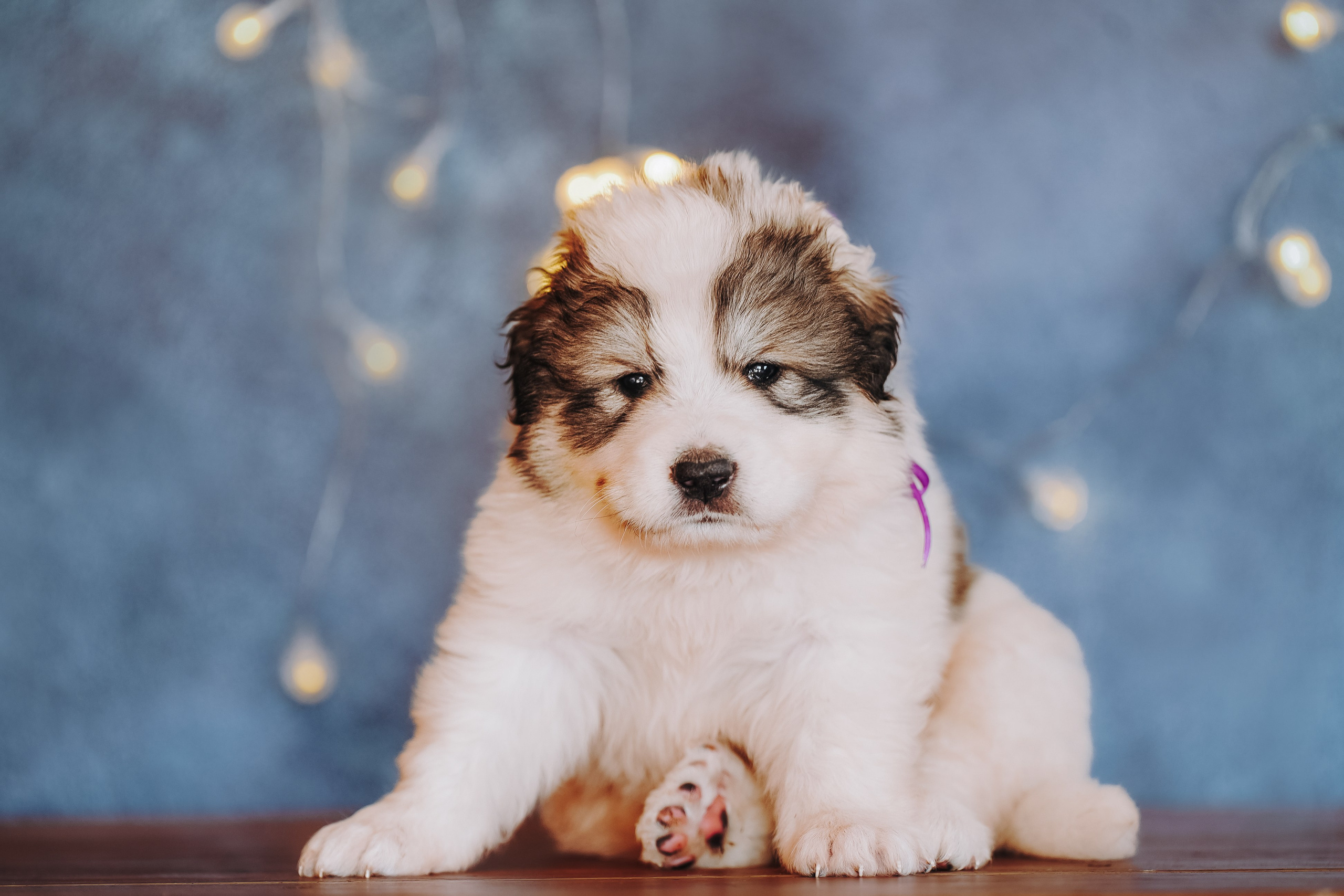 Пиренейские горные. Фотограф анималист в Спб недорого Олеся Майорова