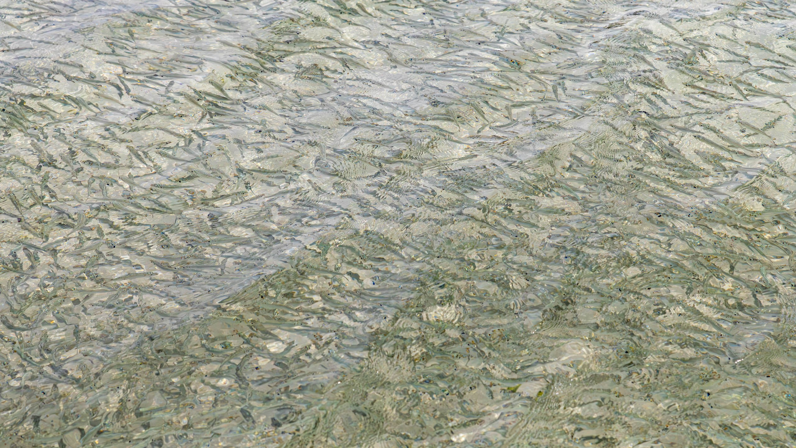 Мальдивы, Ellaidhoo Maldives by Cinnamon