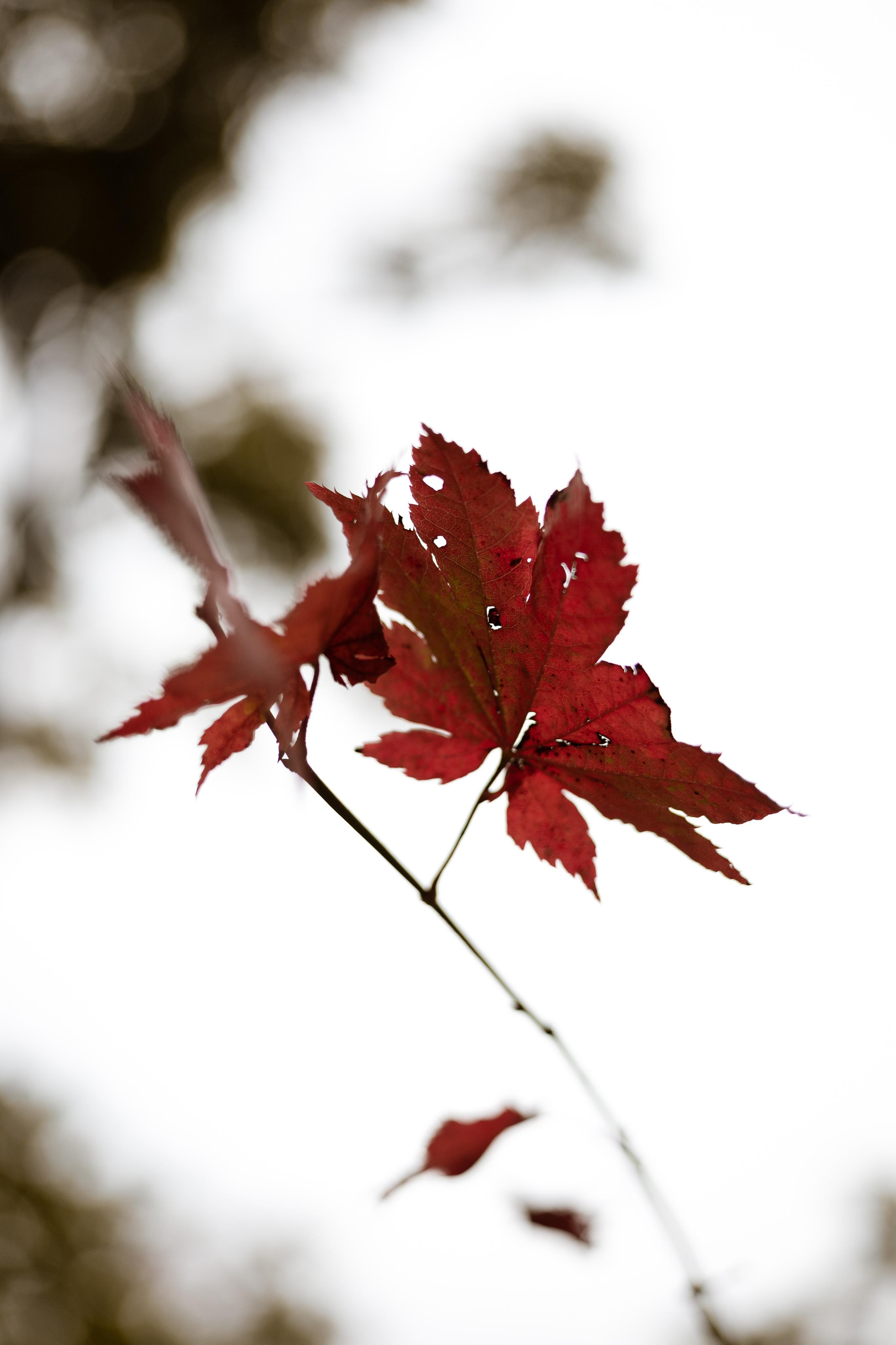 Какао и черничный пирог. Фотограф во Владивостоке Татьяна Самойленко