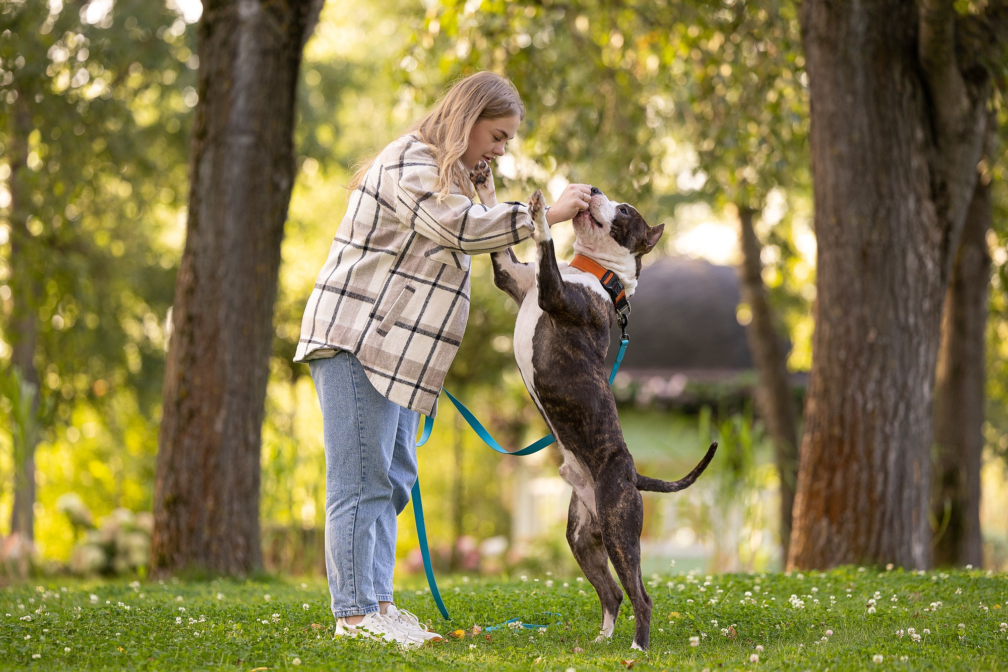 Амстафф Честер и его семья. Фотограф-анималист Natalia Deingel | Фотосъемка собак в Москве