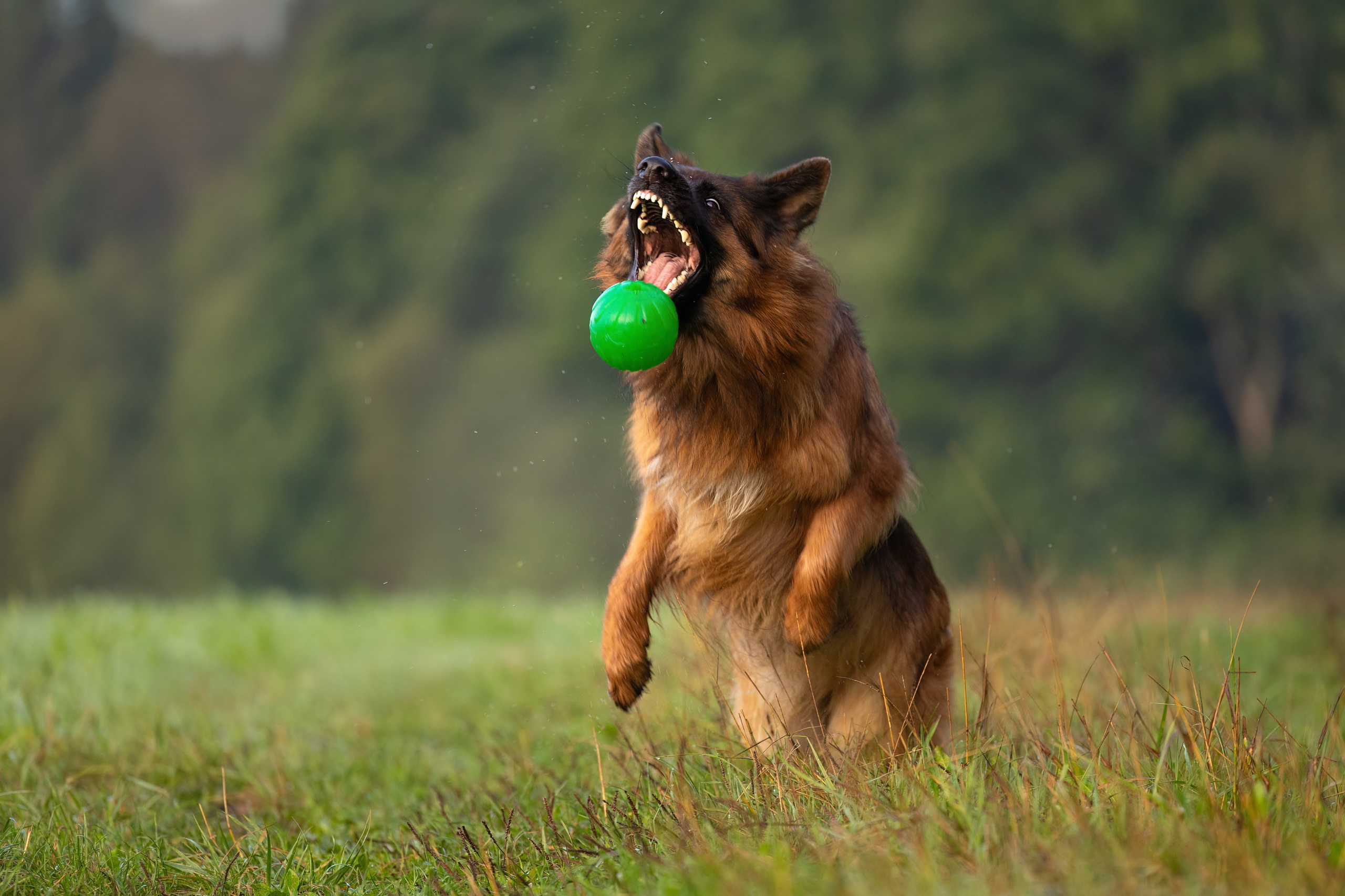 Немецкие овчарки Кетчер и Роскошь. Фотограф-анималист Natalia Deingel | Фотосъемка собак в Москве