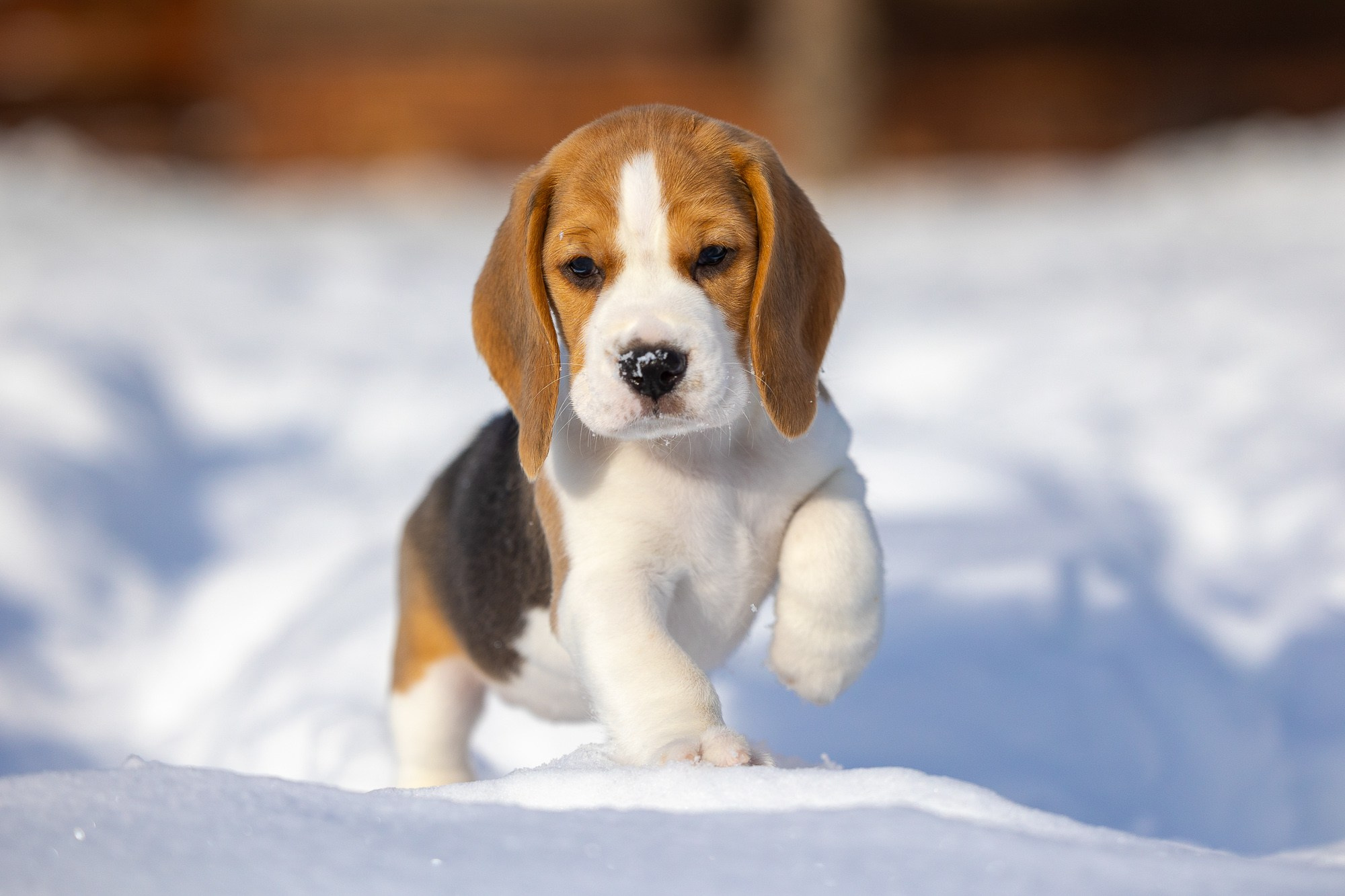 Фотосъёмки щенков. Фотограф-анималист Natalia Deingel | Фотосъемка собак в Москве