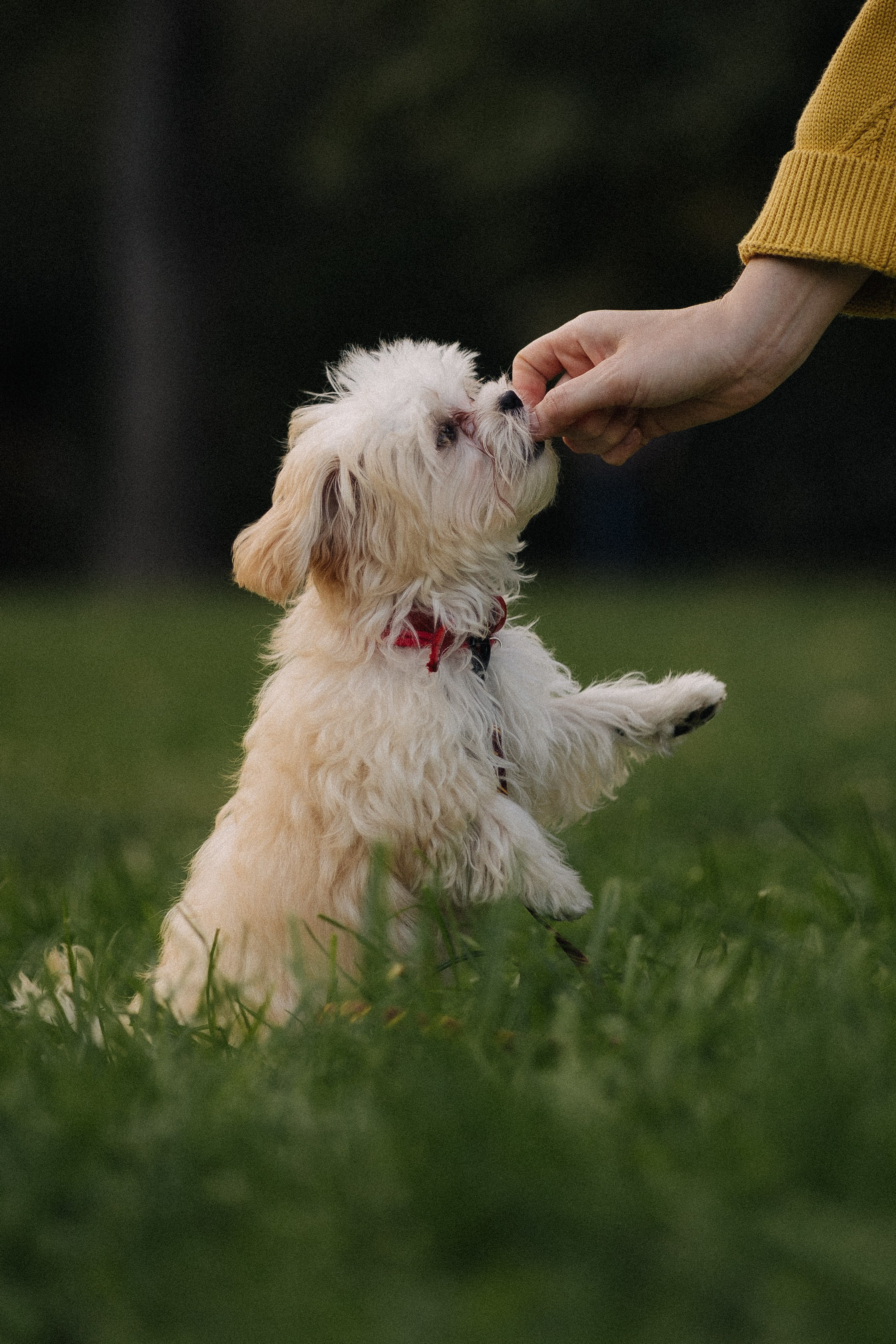 Оля и Бри. Фотораф — анималист Мария Шистка