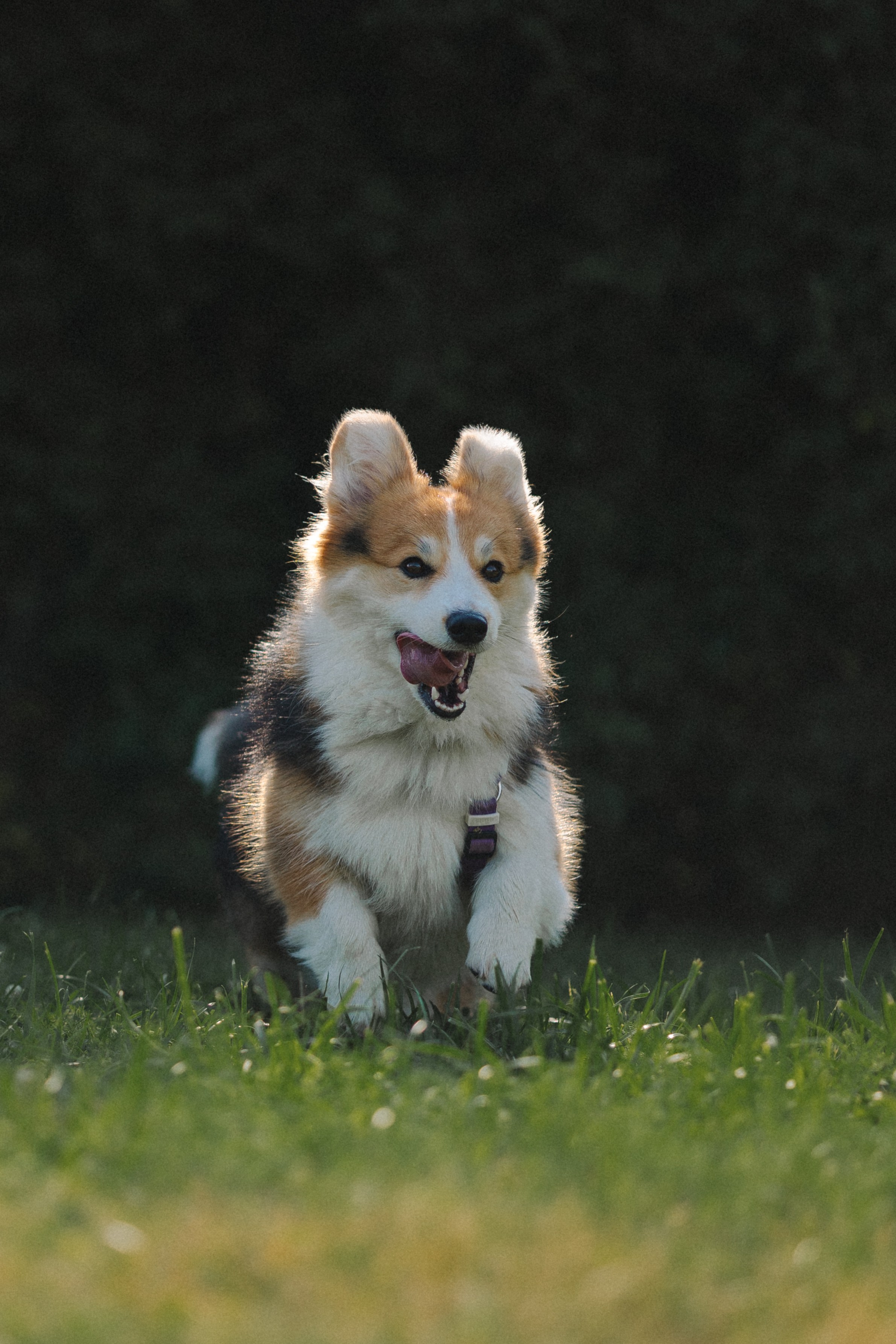 Мишель и Влада. Фотораф — анималист Мария Шистка