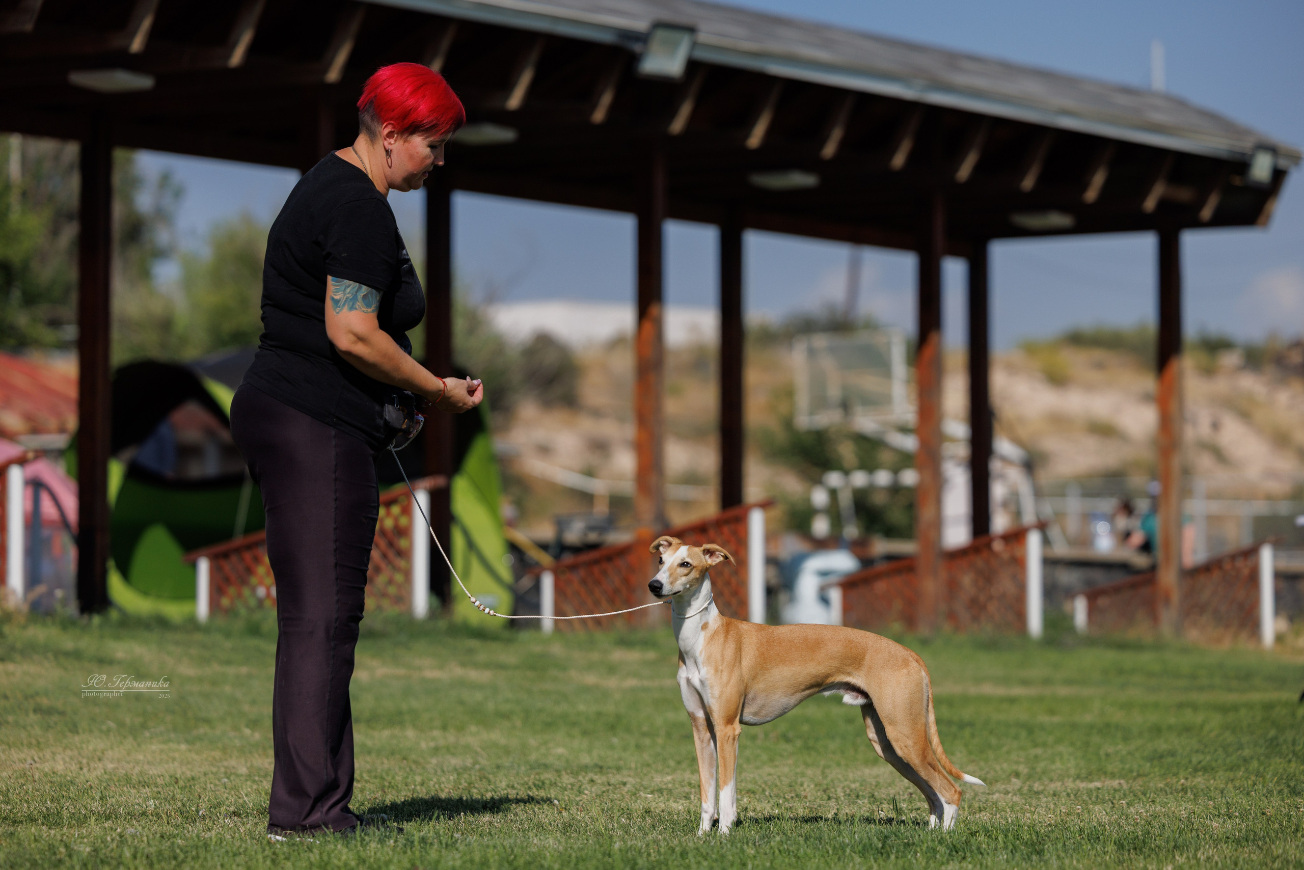 Ереван 3хCACIB 23-25.06.2025. Фотограф-анималист Юлия Германика