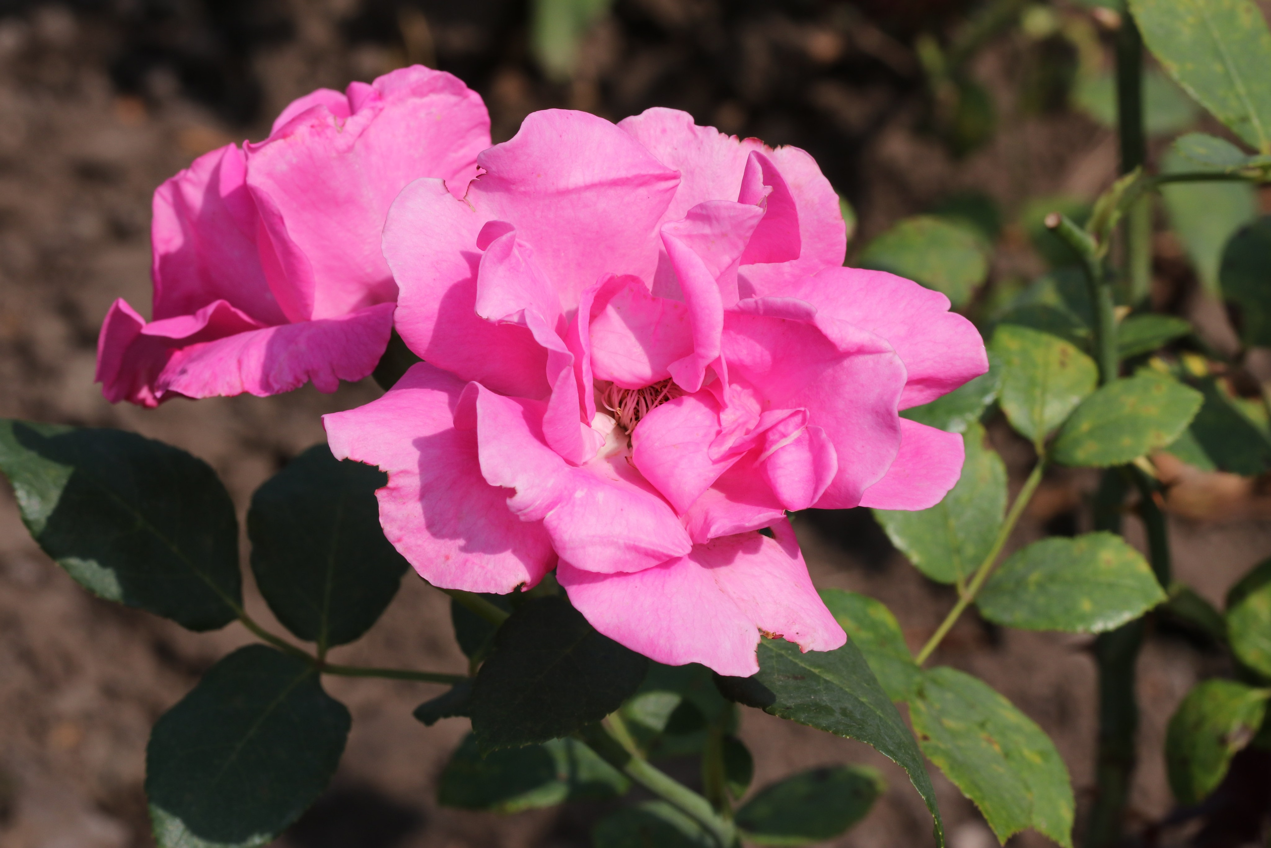 Долина роз в Кисловодске. Фото-художник и Репортажный фотограф Николаев Александр Алексеевич