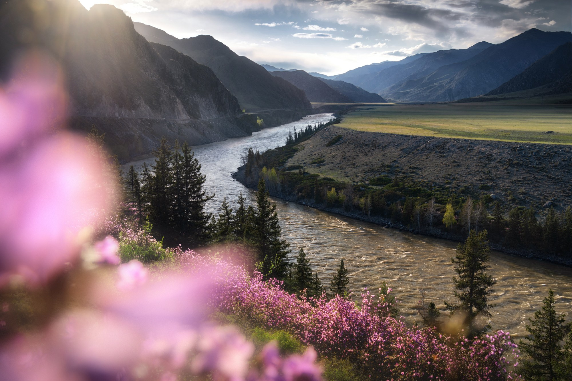 Свечение маральника. Катунь, Онгудайский район, май 2023