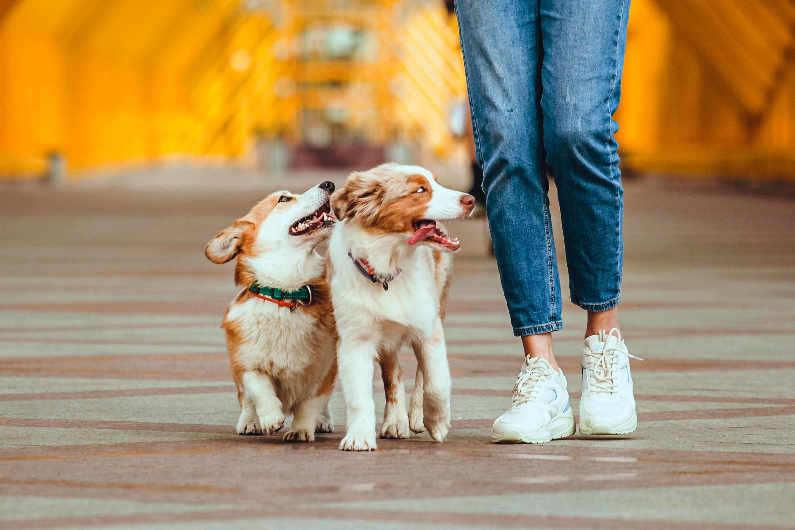 Андреевский мост. Фотограф-анималист Татьяна Степанова