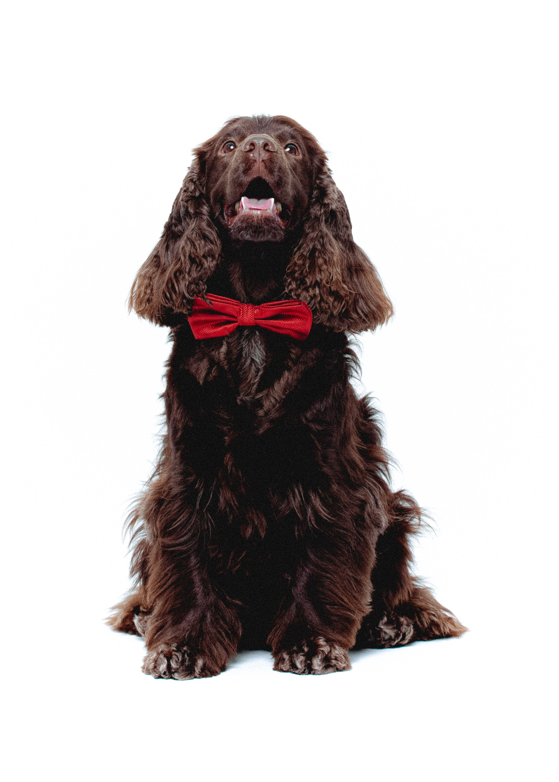 Animals. Photographer saint petersburg/moscow