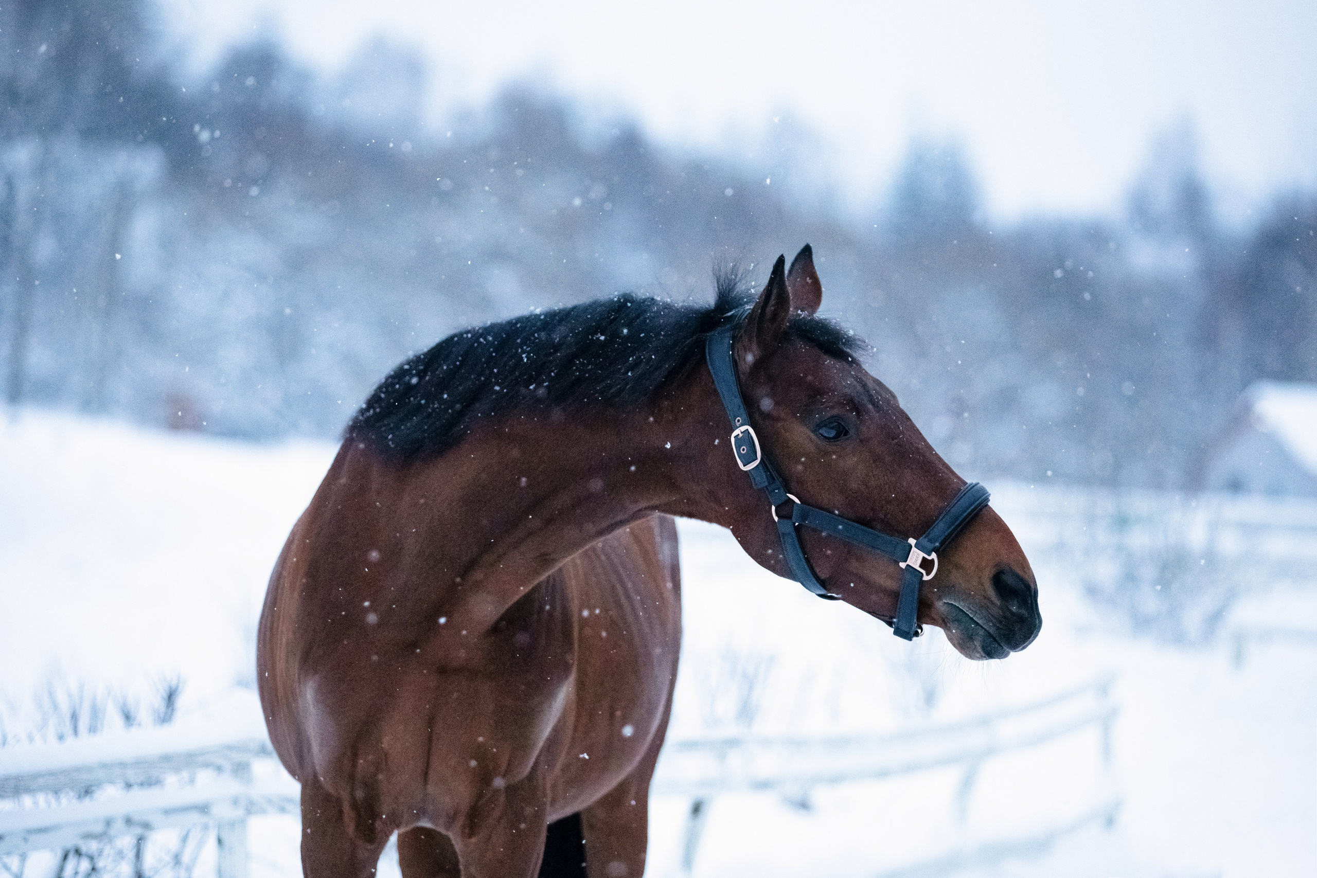 Браво. Фотограф-анималист Смирнова Клеопатра|Москва