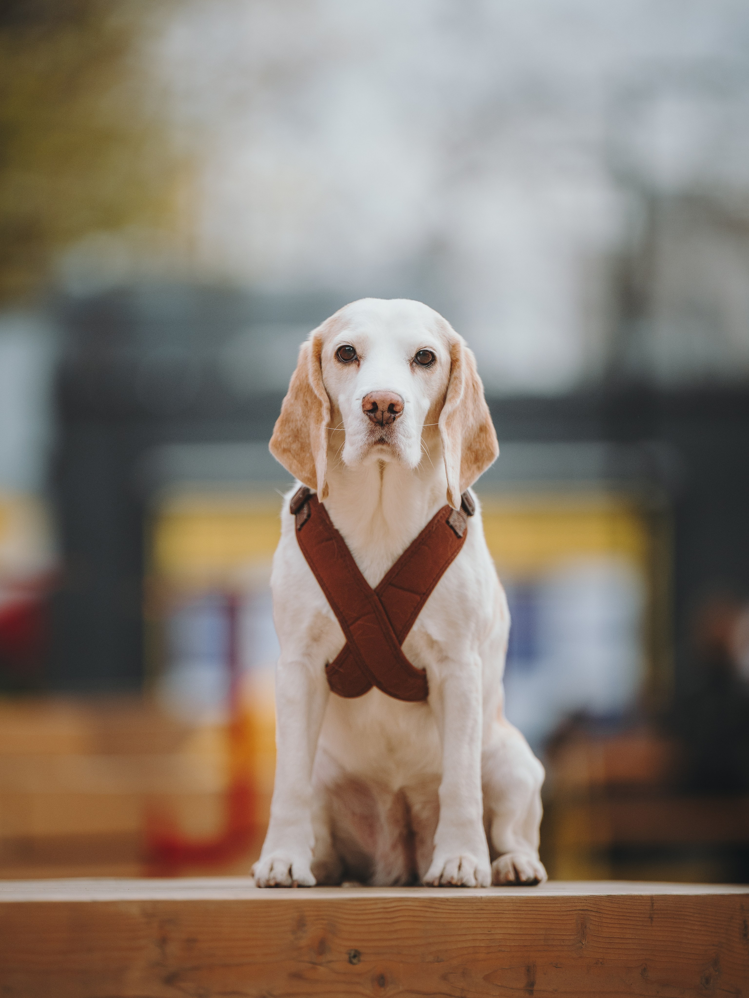 Pawsitive. Семейный фотограф анималист Ананьева Мария — Москва