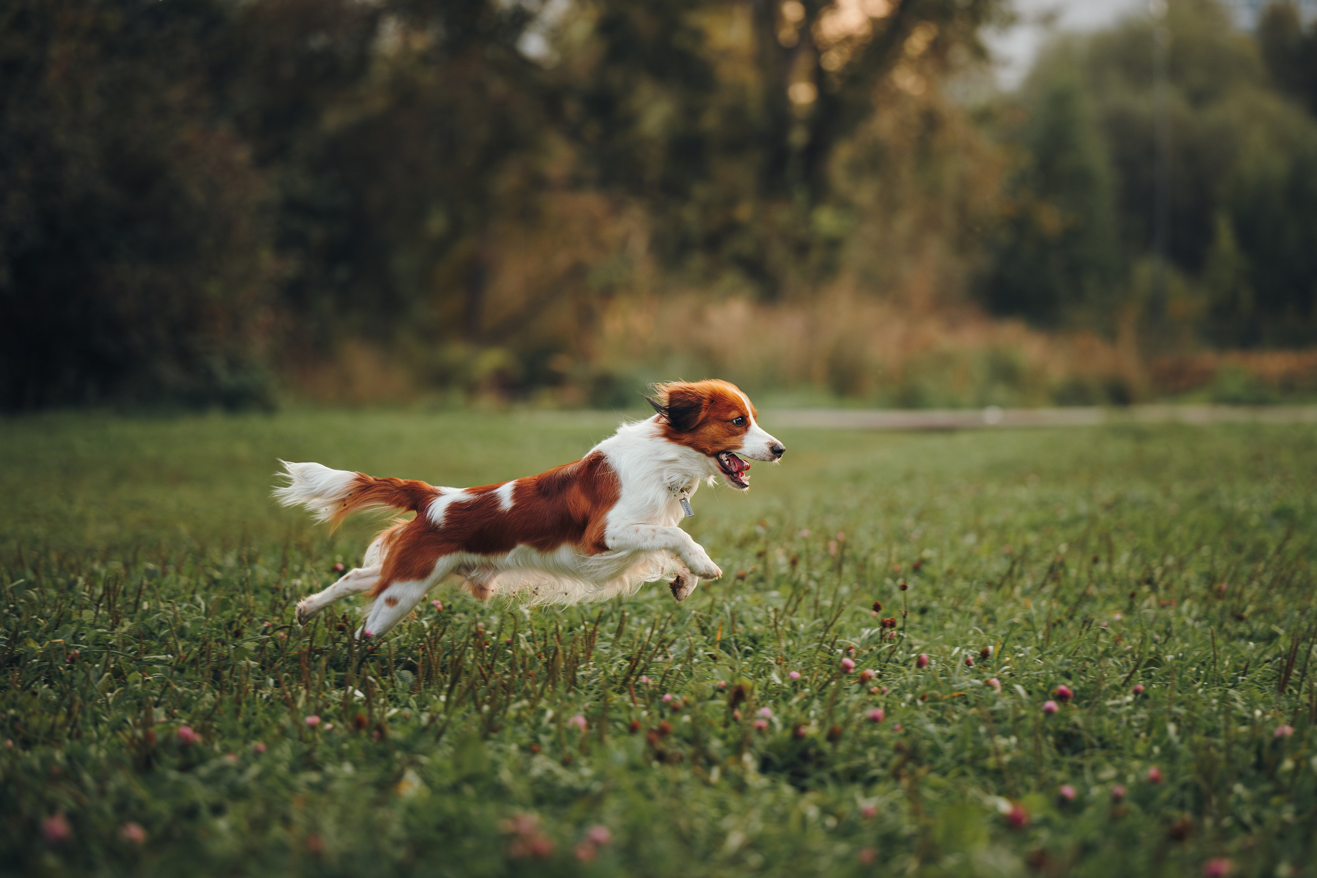 Семейная фотосессия с питомцем. Семейный фотограф анималист Ананьева Мария — Москва