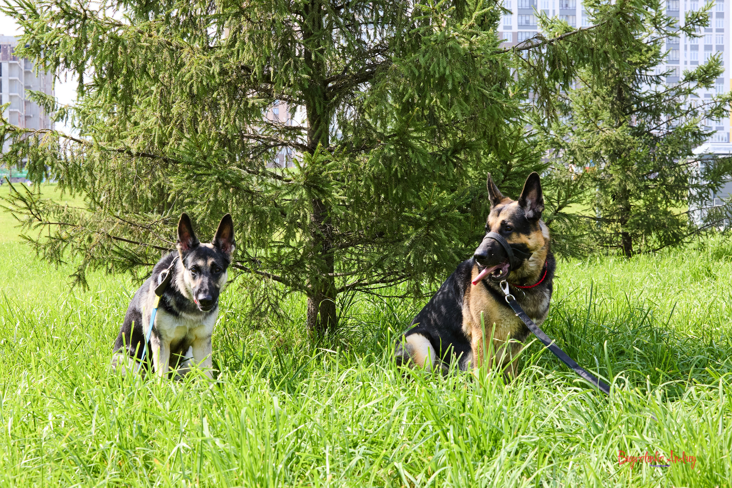 Проект фотопрогулка с хвостиком. Buyvolenko Andrey