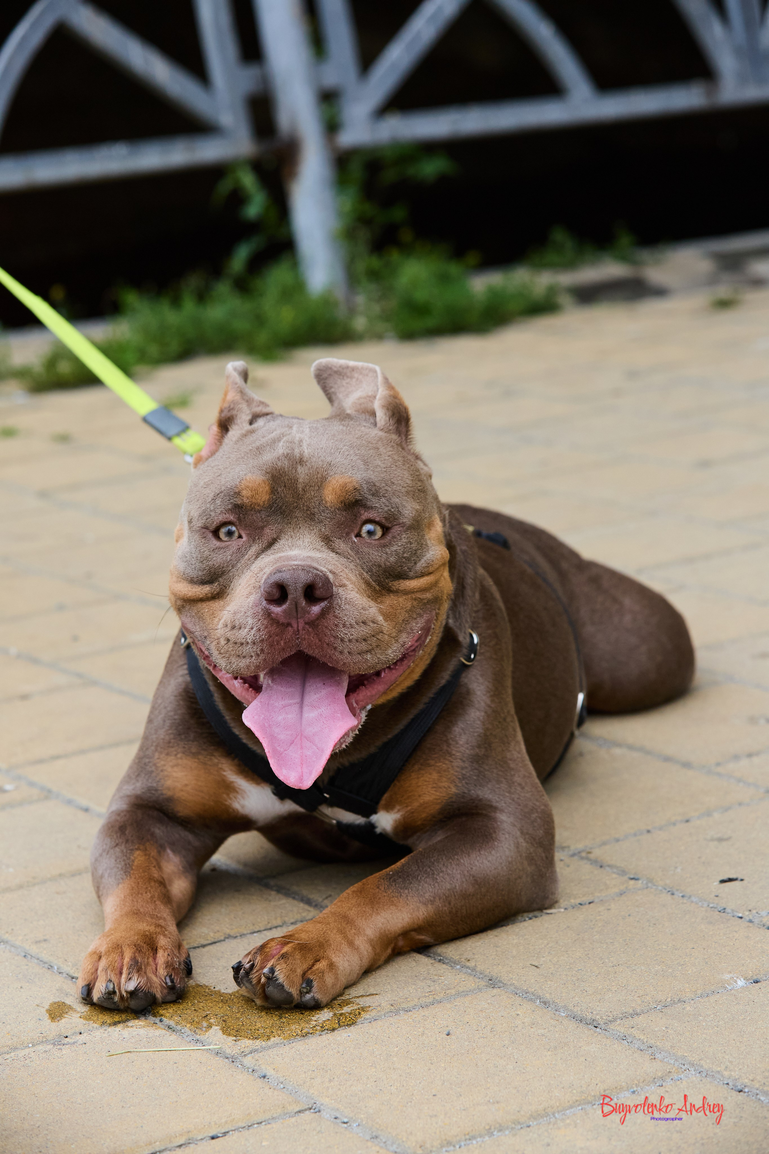 Проект фотопрогулка с хвостиком. Buyvolenko Andrey