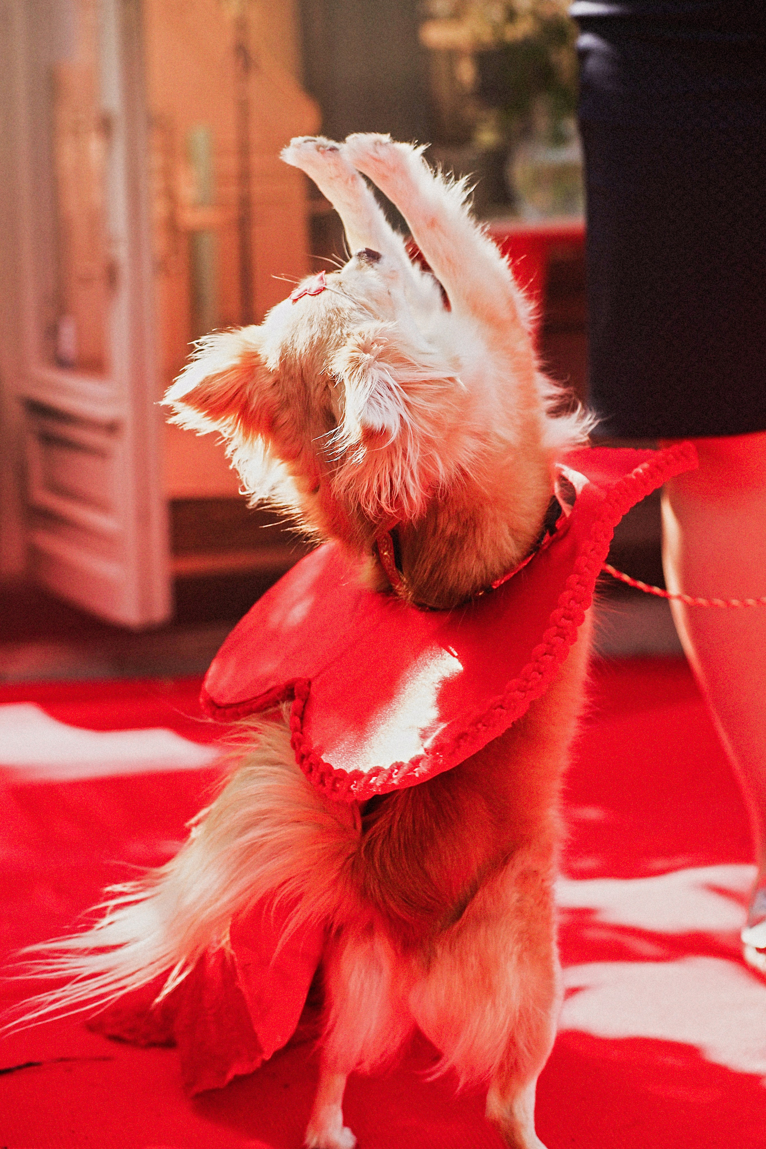 Дог пати. Коцаба Виктория фотограф в Москве