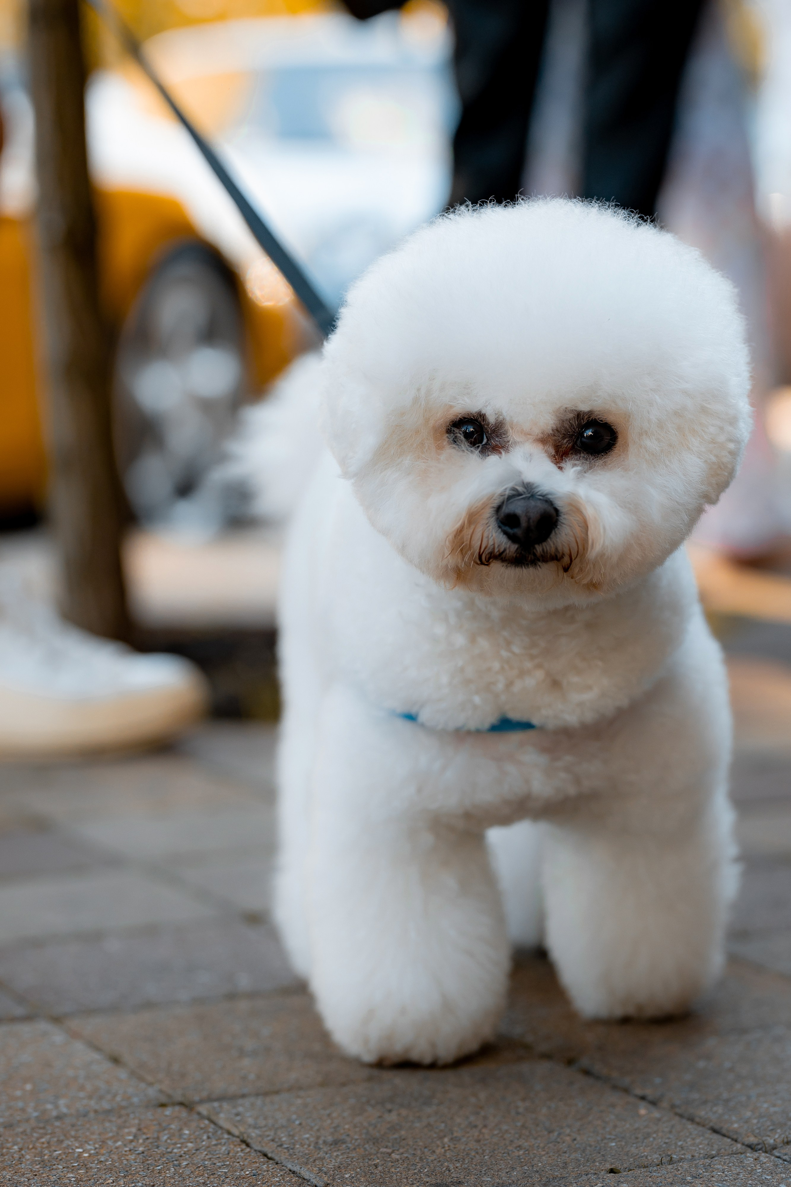 Porsche Завтрак в Cou-cou Bistro. Главная