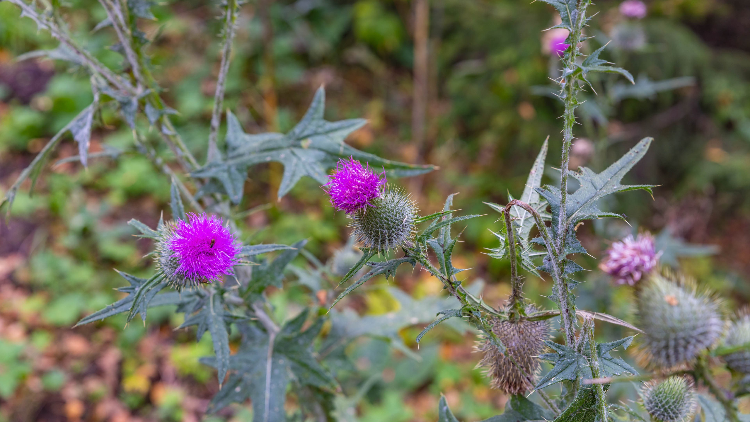 2025 09 Алтай. Чуйский тракт. Фотографии