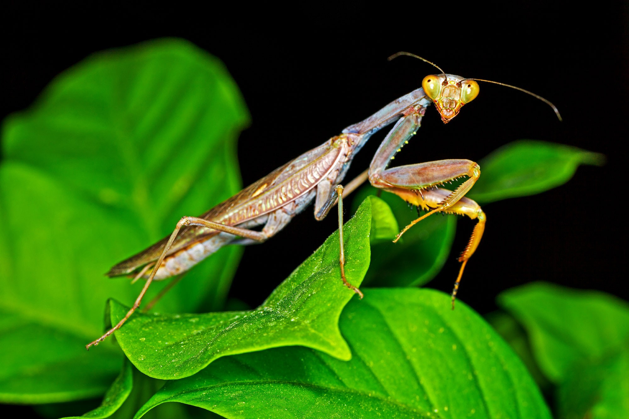 свадебный фотограф Геленджик