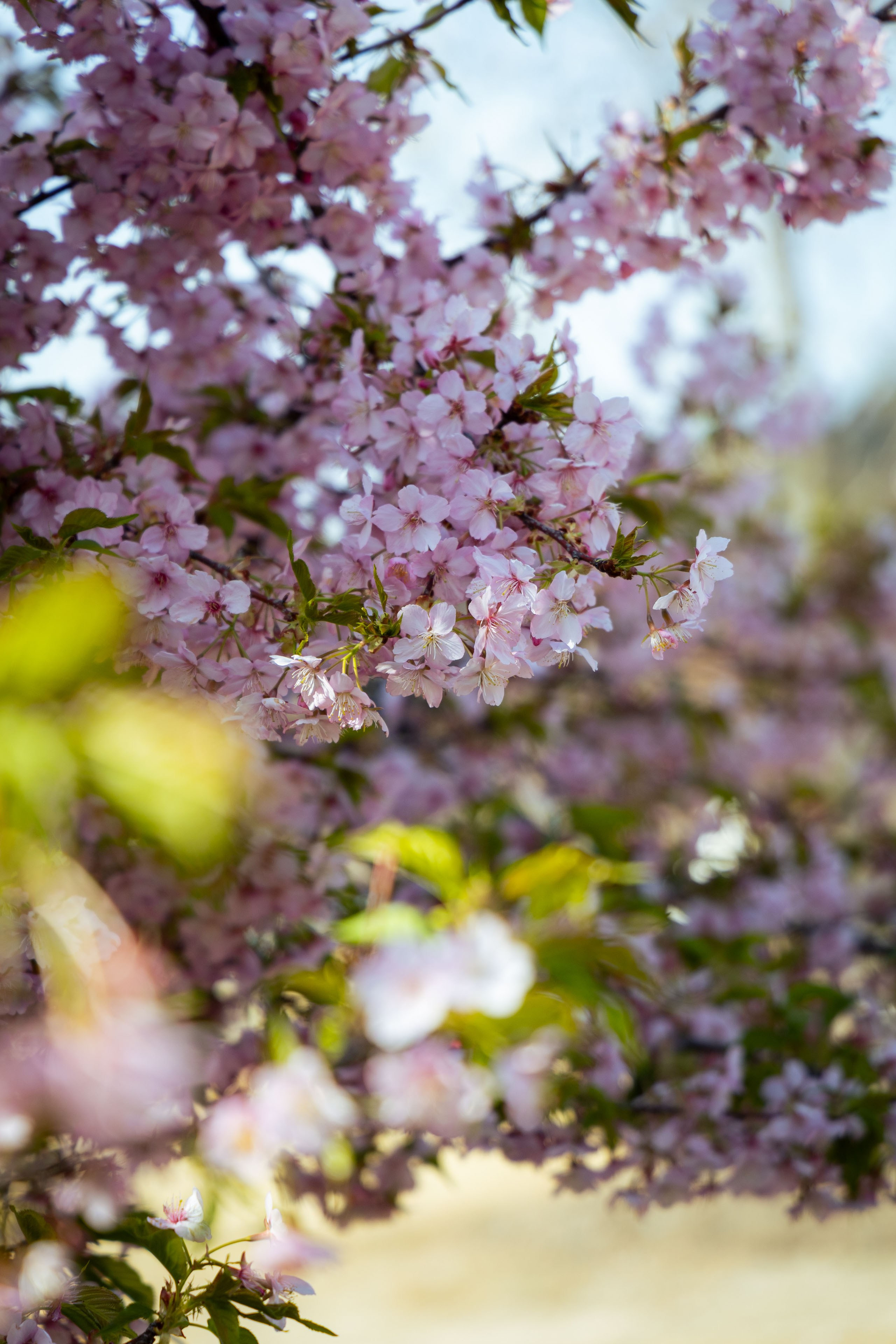 Шанхай (март 2026). Фотограф Виноградов Константин