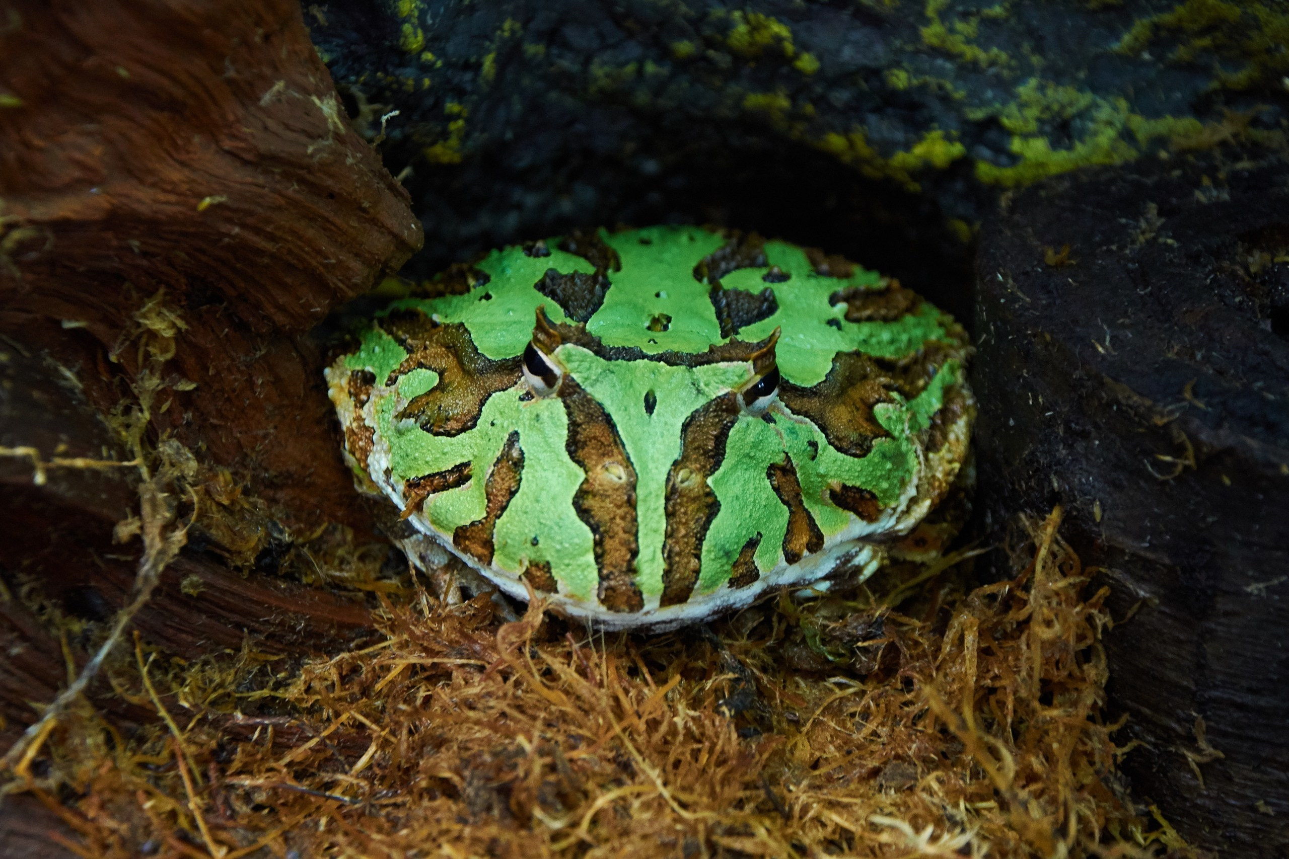 Костромской экзотариум. Ольга Чёкотова (Фотограф Кострома)