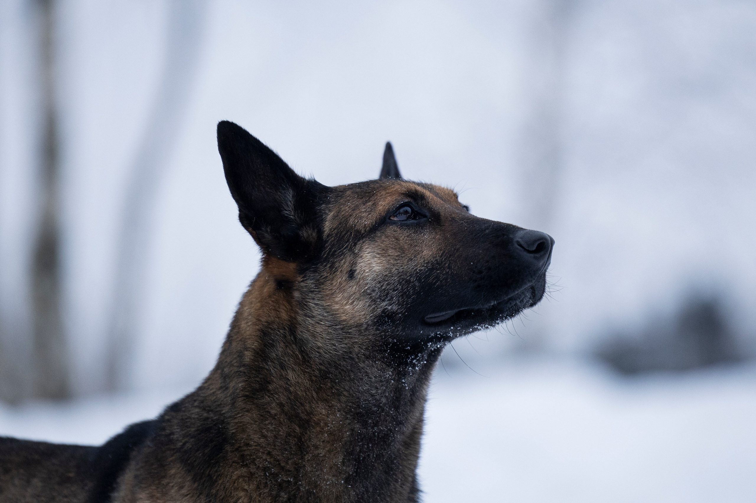 Цедра и Рики. Фотограф-анималист Анна Маринич