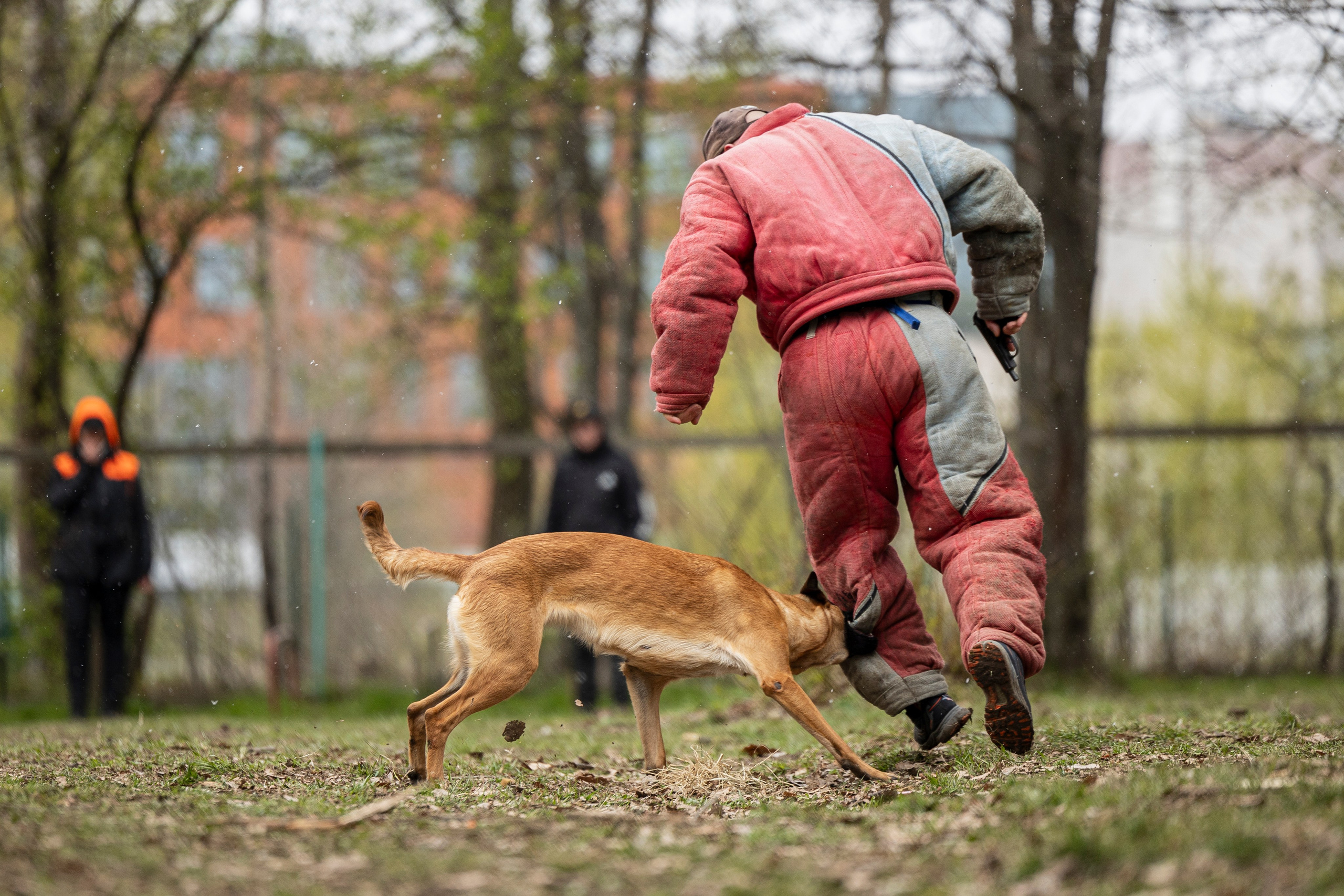 Квалификационные состязания по мондьорингу г. Вологда 11.05.24. Фотограф-анималист Анна Маринич