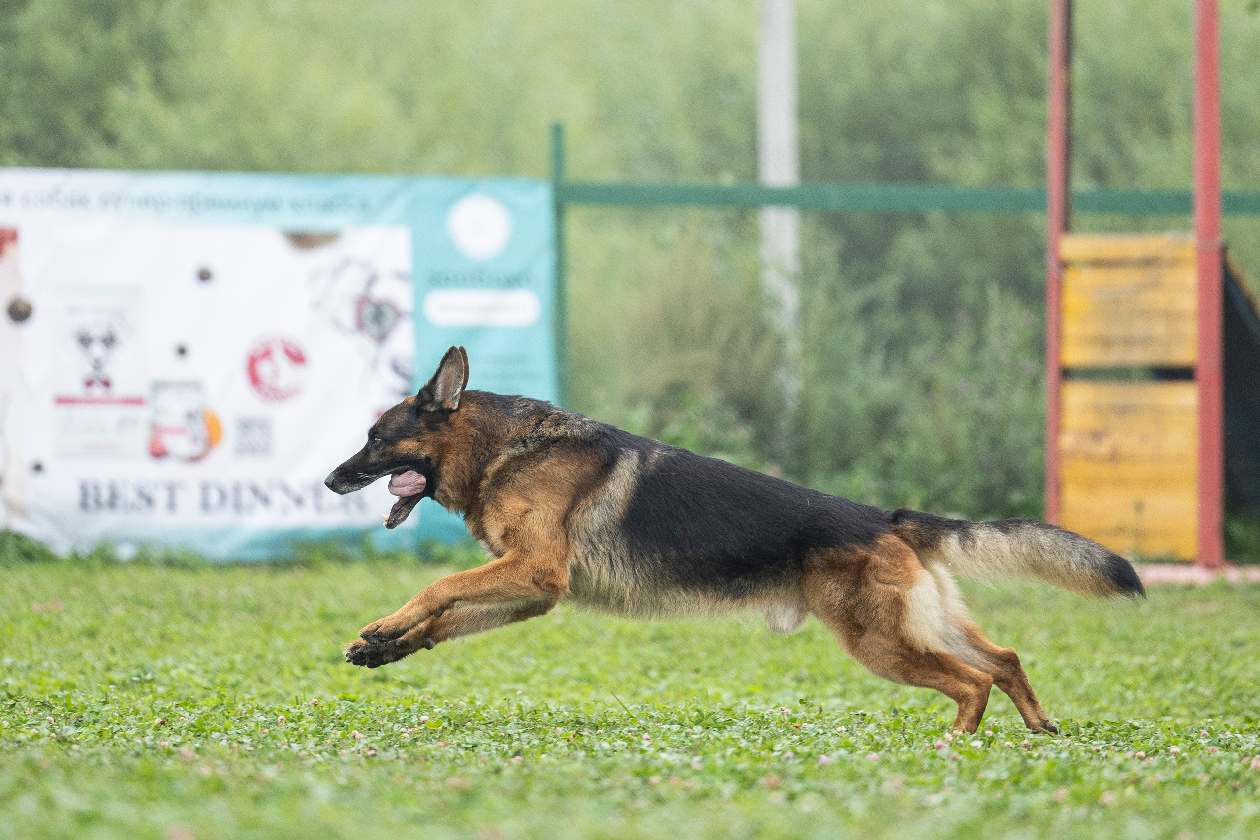 Соревнования по Мондьорингу г. Вологда 10-11.08.2024. Фотограф-анималист Анна Маринич