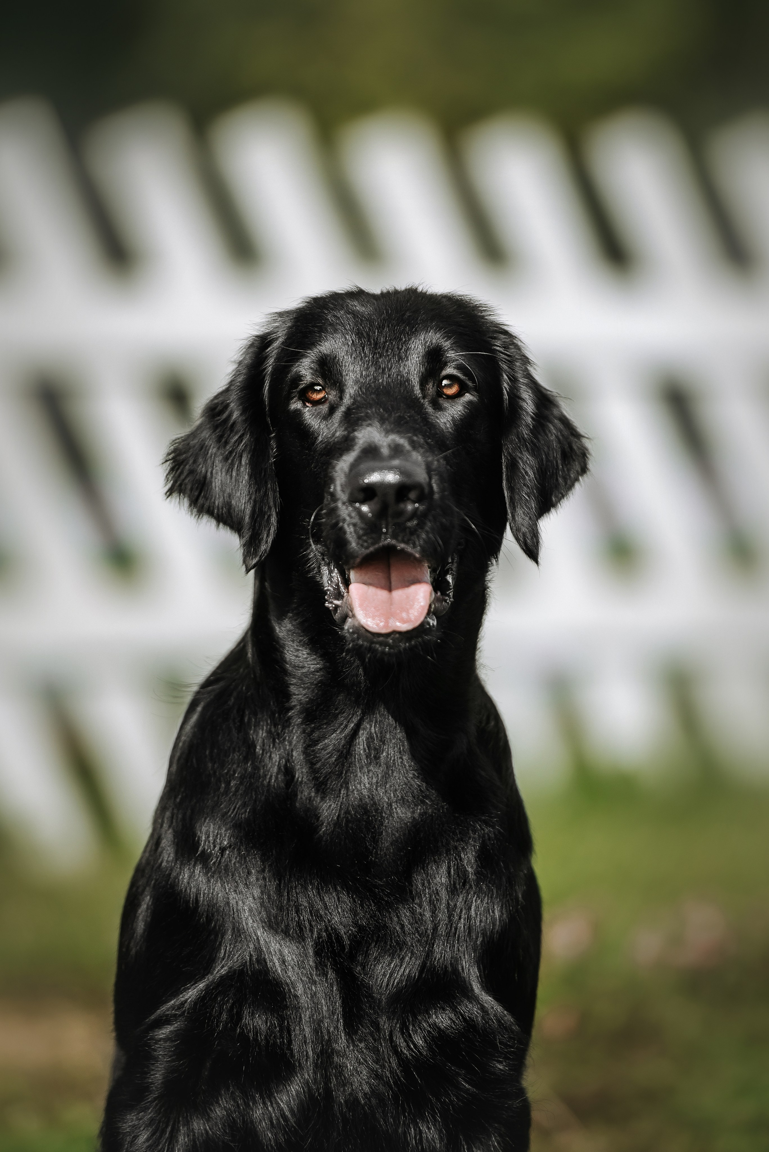 Собаки уличные. Фотограф Диана Оленина Красноярск / Братск