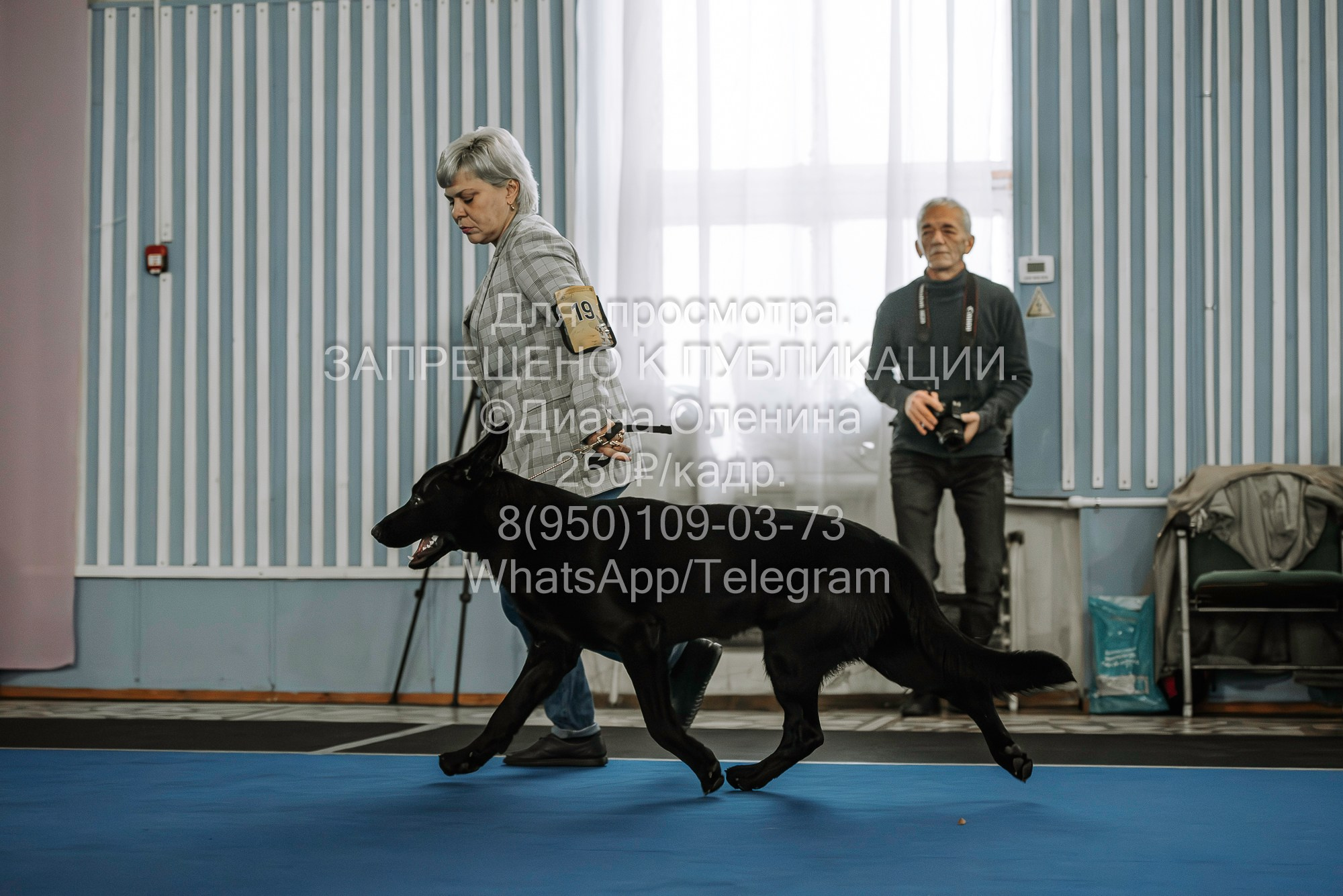 Выставка собак Красноярск 29.10.2023. Фотограф Диана Оленина Красноярск / Братск