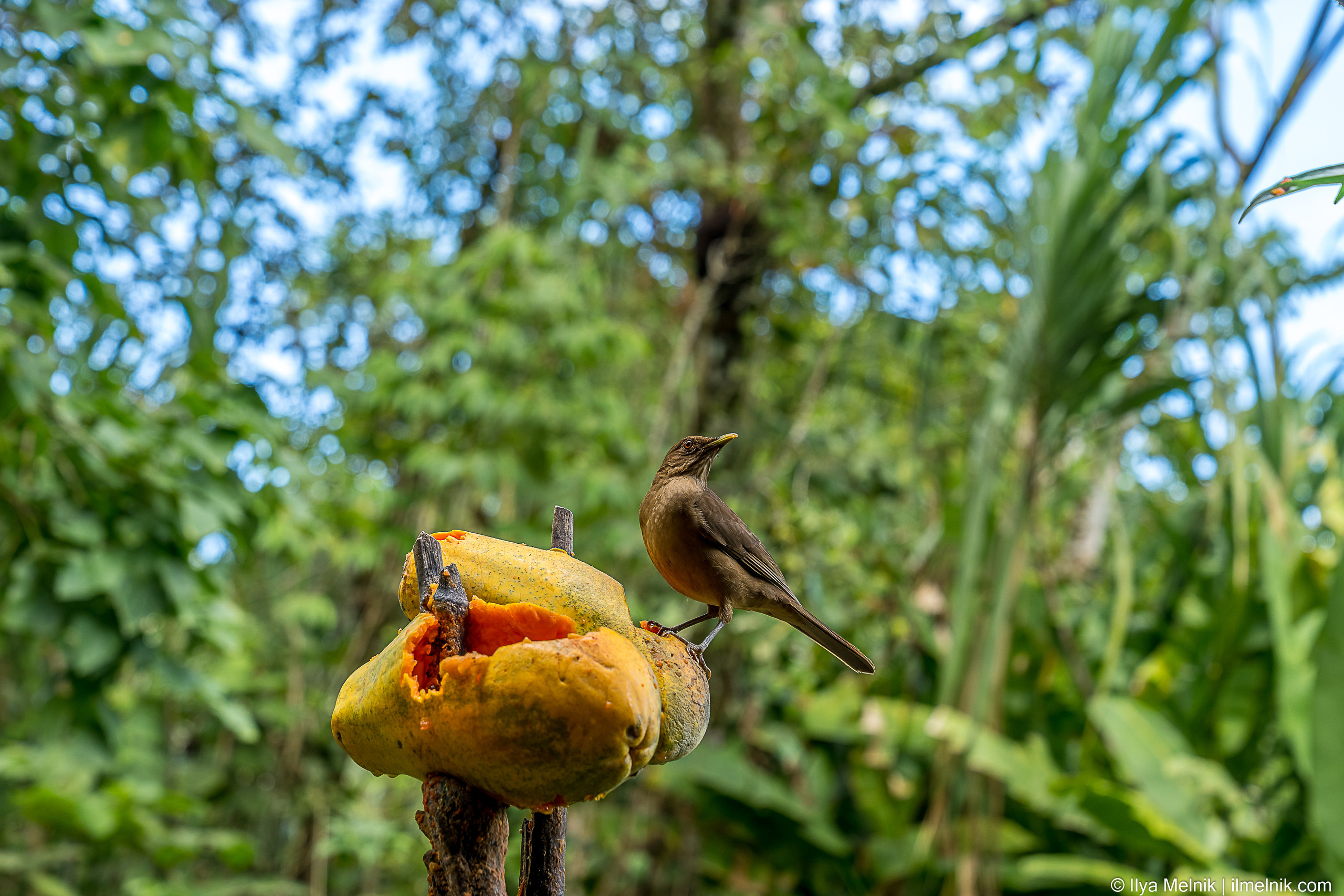 Costa-Rica. Ilya Melnik Photography