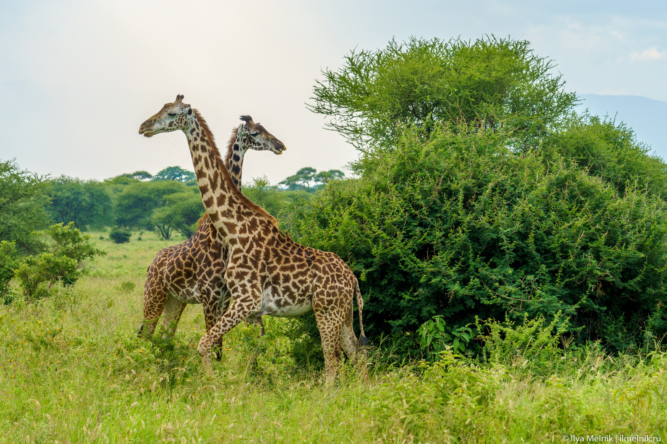 Tanzania. Ilya Melnik Photography